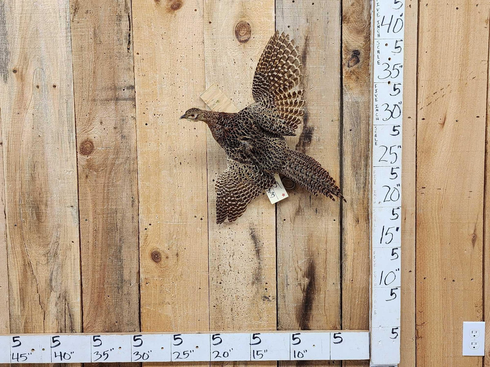 Ringneck Hen Pheasant In Flight Bird Taxidermy: 46.15 Cool mount