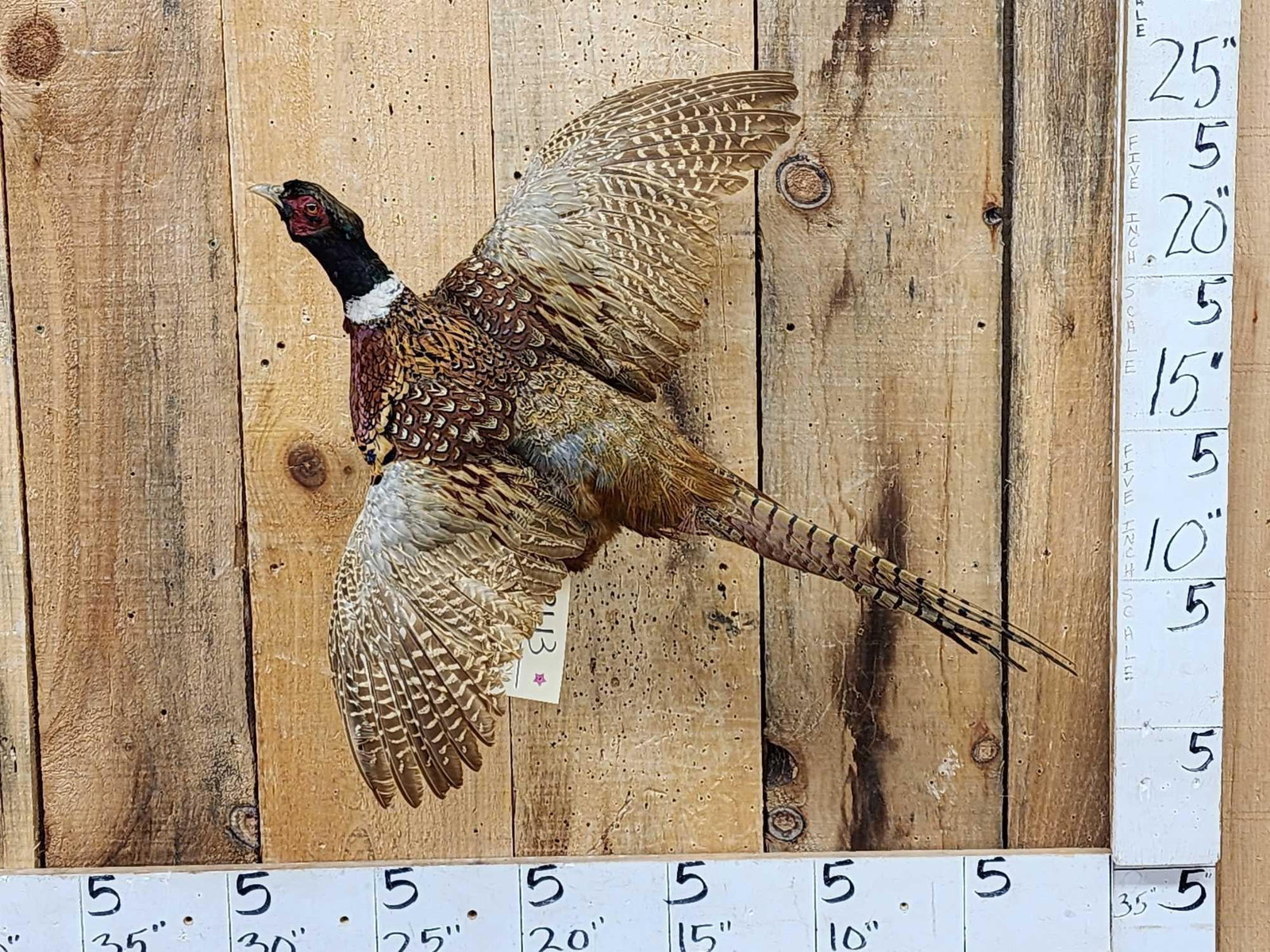 Ringneck Pheasant In Flight Bird Taxidermy (1 of 4)