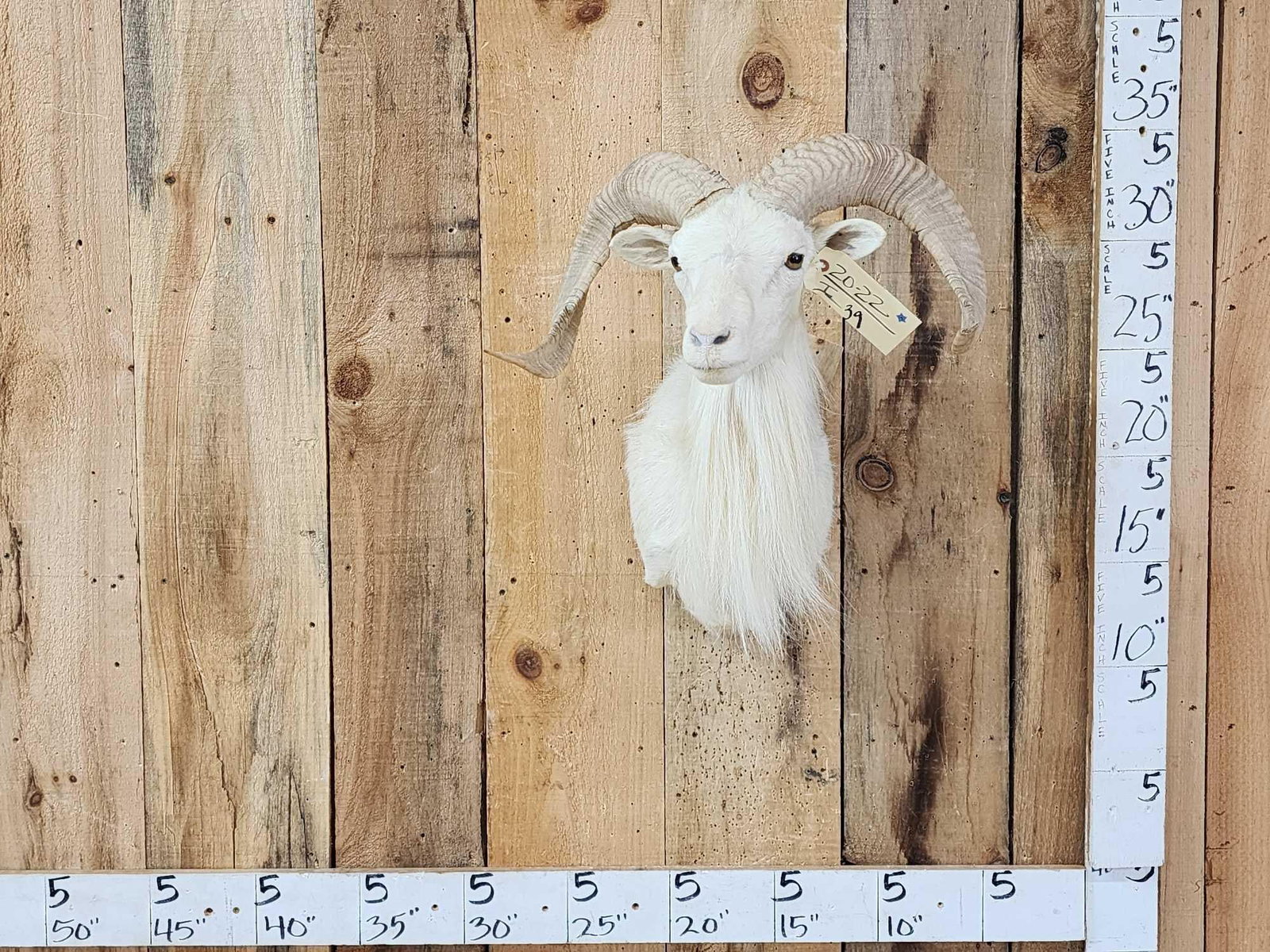 Texas Dall Ram Sheep Shoulder Mount Taxidermy (1 of 4)