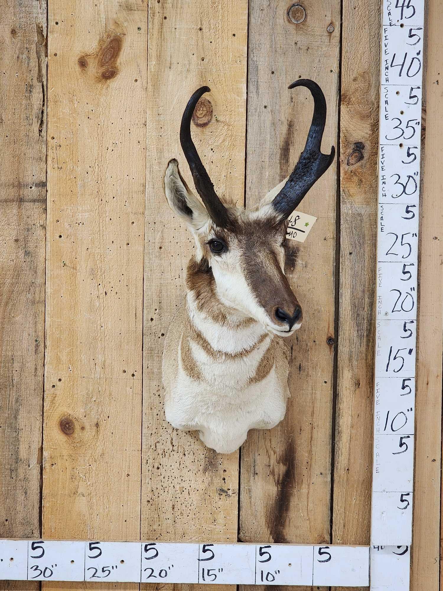 Pronghorn Antelope Shoulder Mount Taxidermy: 34.8 Noce clean mount little to no shedding unlike most pronghorn great colors