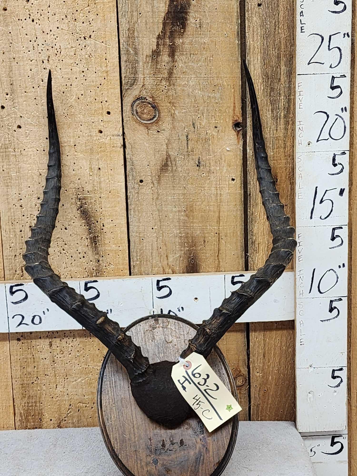 Big American Impala Horns On Plaque Taxidermy: 63.2 Big horns just shy of 25"