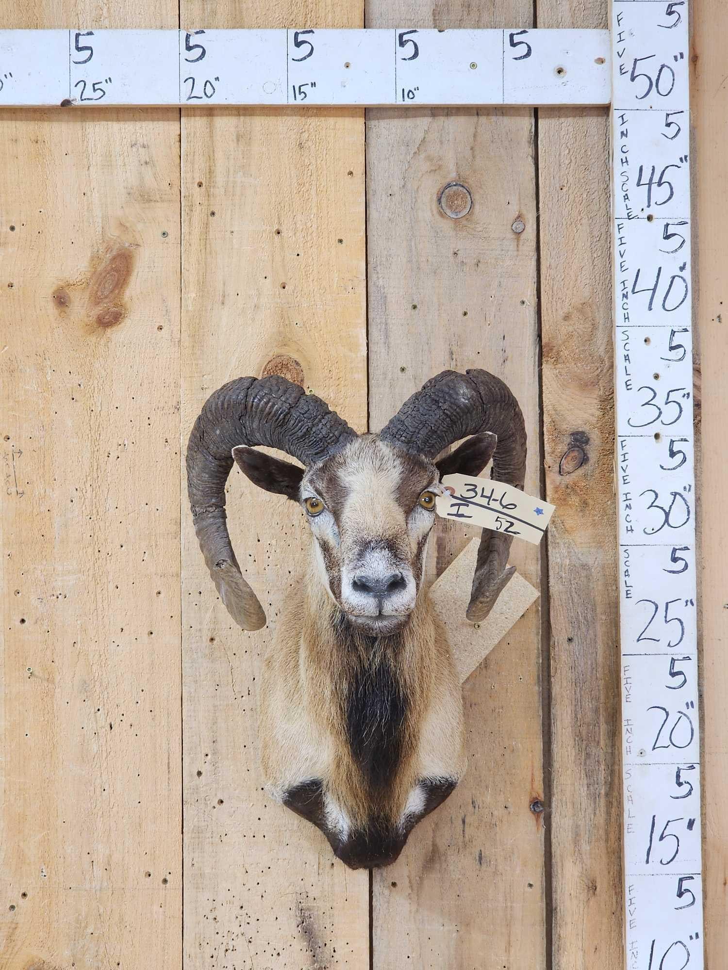 Mouflon Cross Ram Sheep Shoulder Mount Taxidermy (1 of 3)