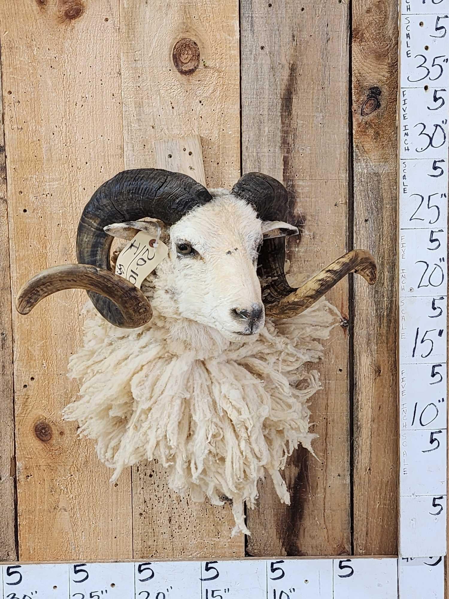 Merino Ram Sheep Shoulder Mount Taxidermy: 20.10 Big full curl horns crazy shaggy wool great Oddities Curiosity piece