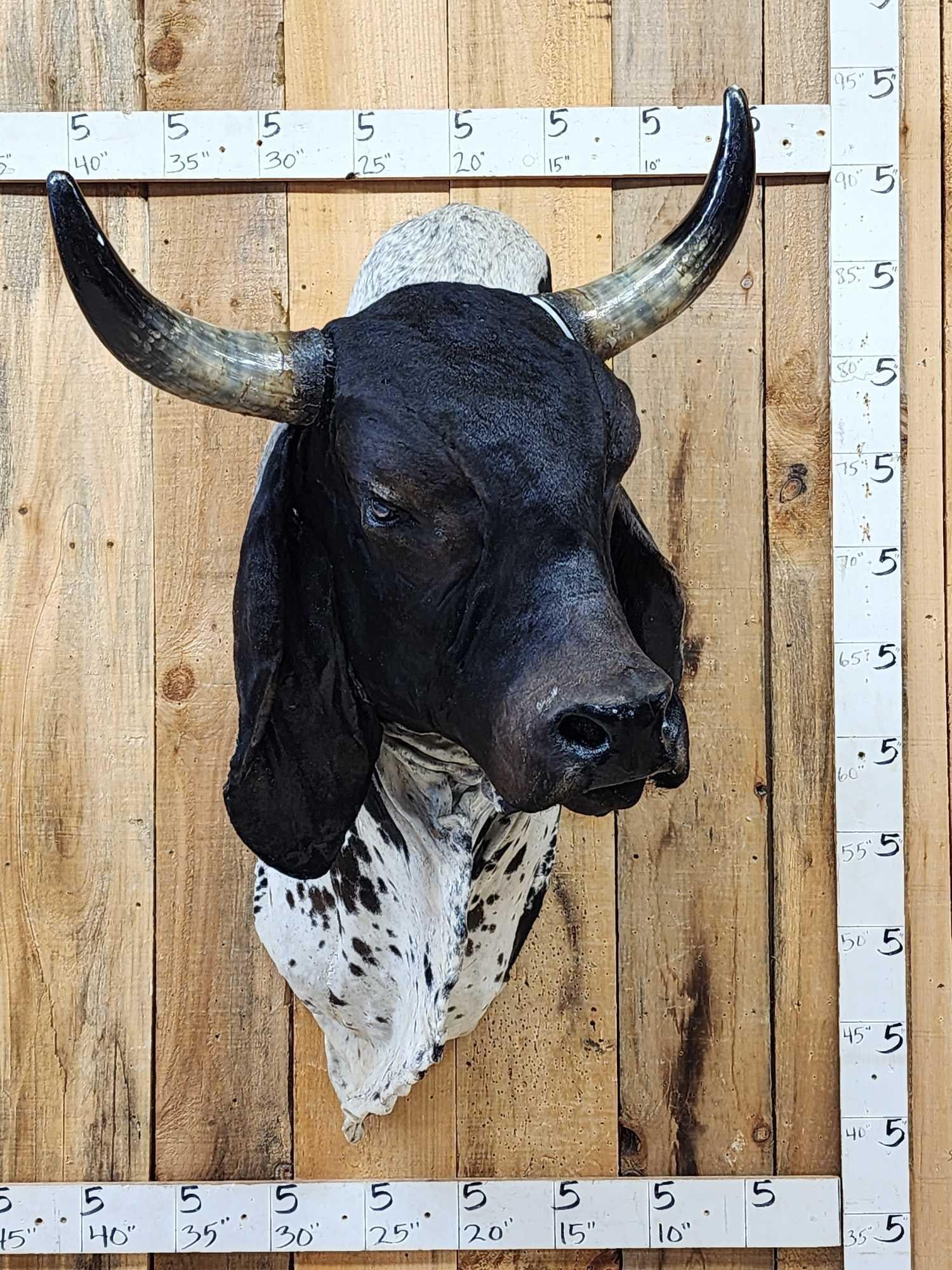 Brahma Bull Shoulder Mount Taxidermy: 71.6 Loud colors big ears classic pronounced hump light weight mount