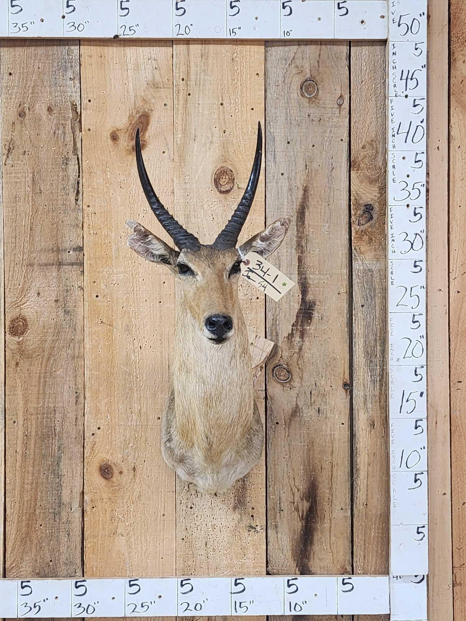 African Reedbuck Shoulder Mount Taxidermy (1 of 3)