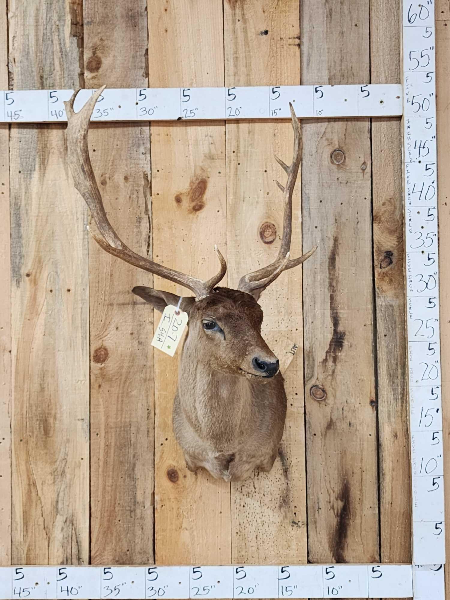 Chocolate Phase Fallow Deer Shoulder Mount Taxidermy: 20.7 Nice clean mount great colors