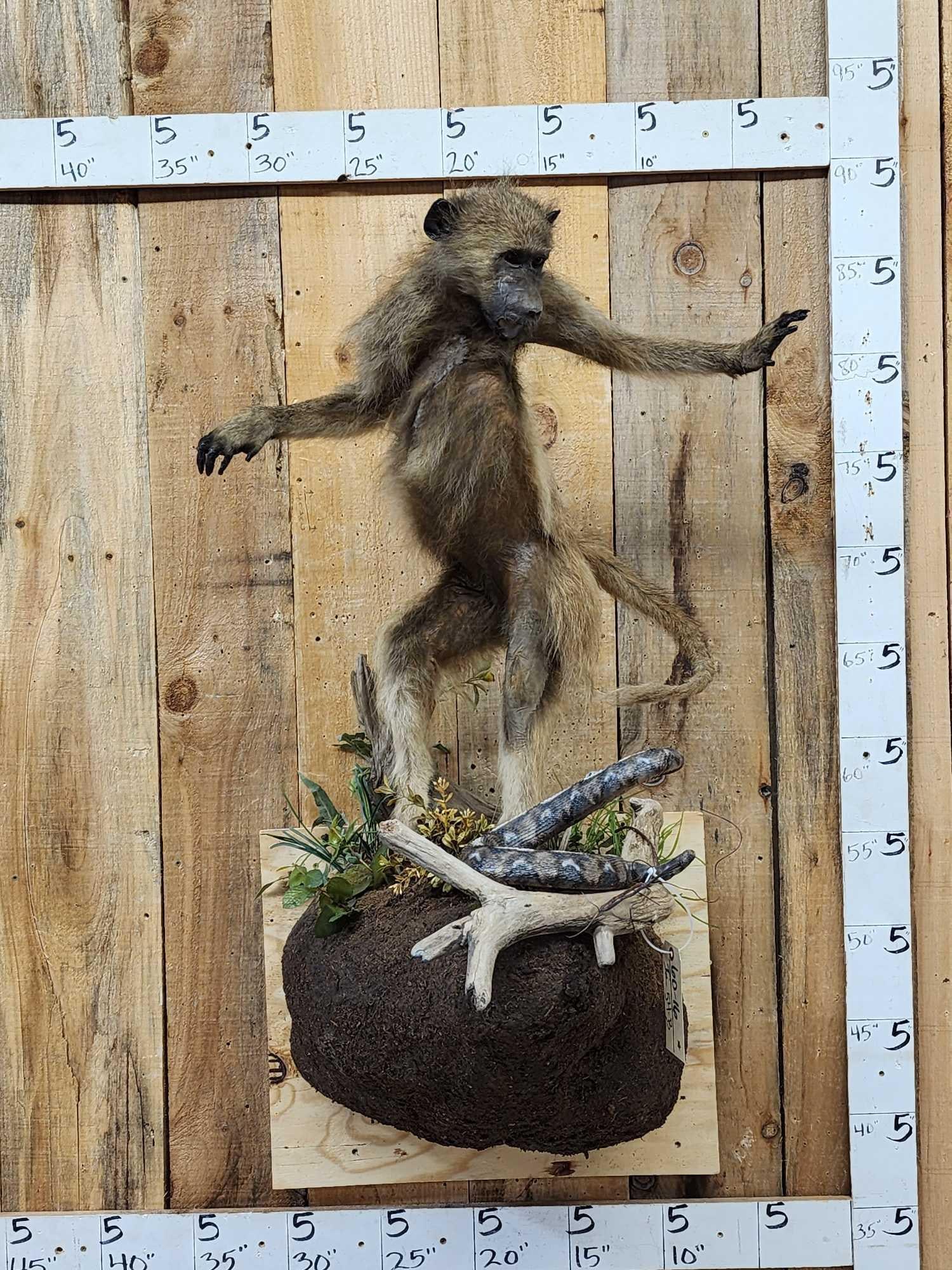 Juvenile Baboon VS Viper Snake Full Body Taxidermy Mount (1 of 8)