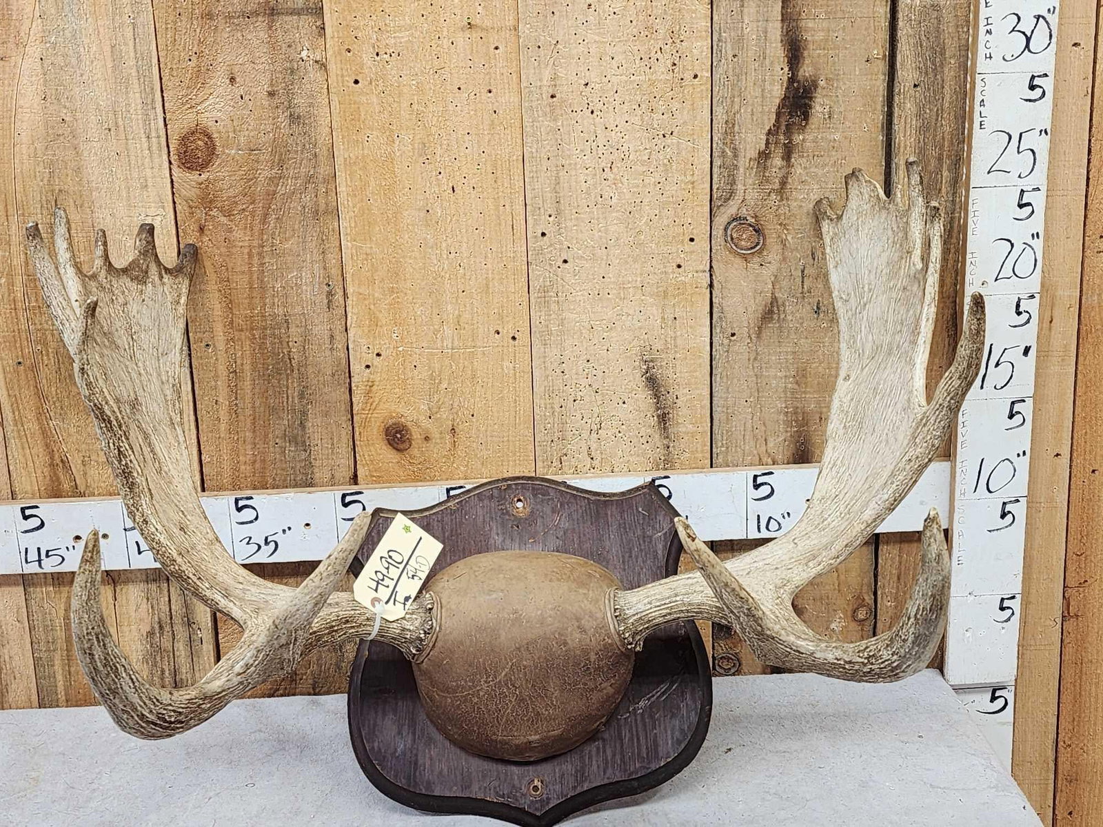 34" Wide Moose Antlers On Plaque (1 of 4)