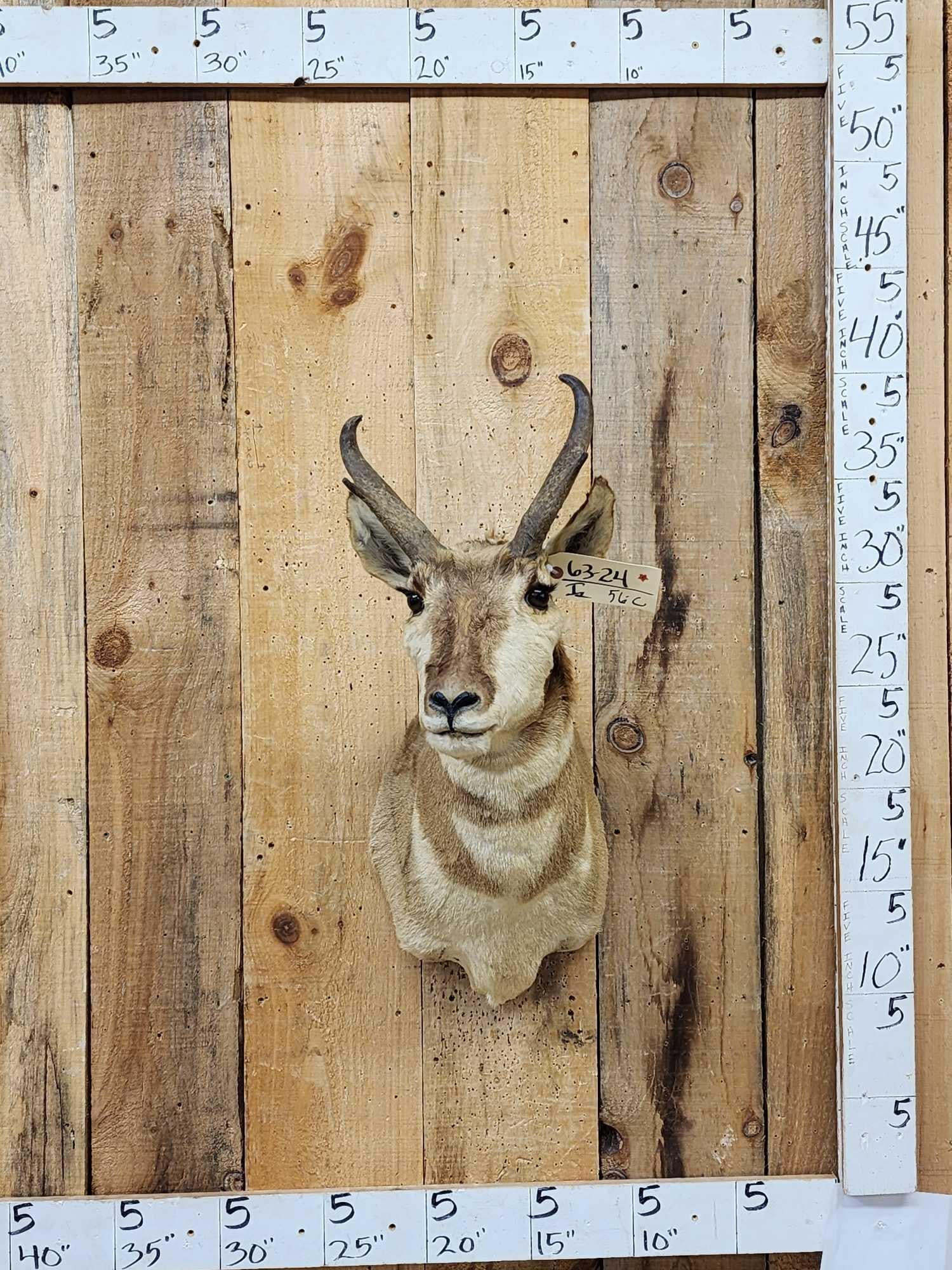 Pronghorn Antelope Shoulder Mount Taxidermy: 63.24 Great Oddities Curiosity piece