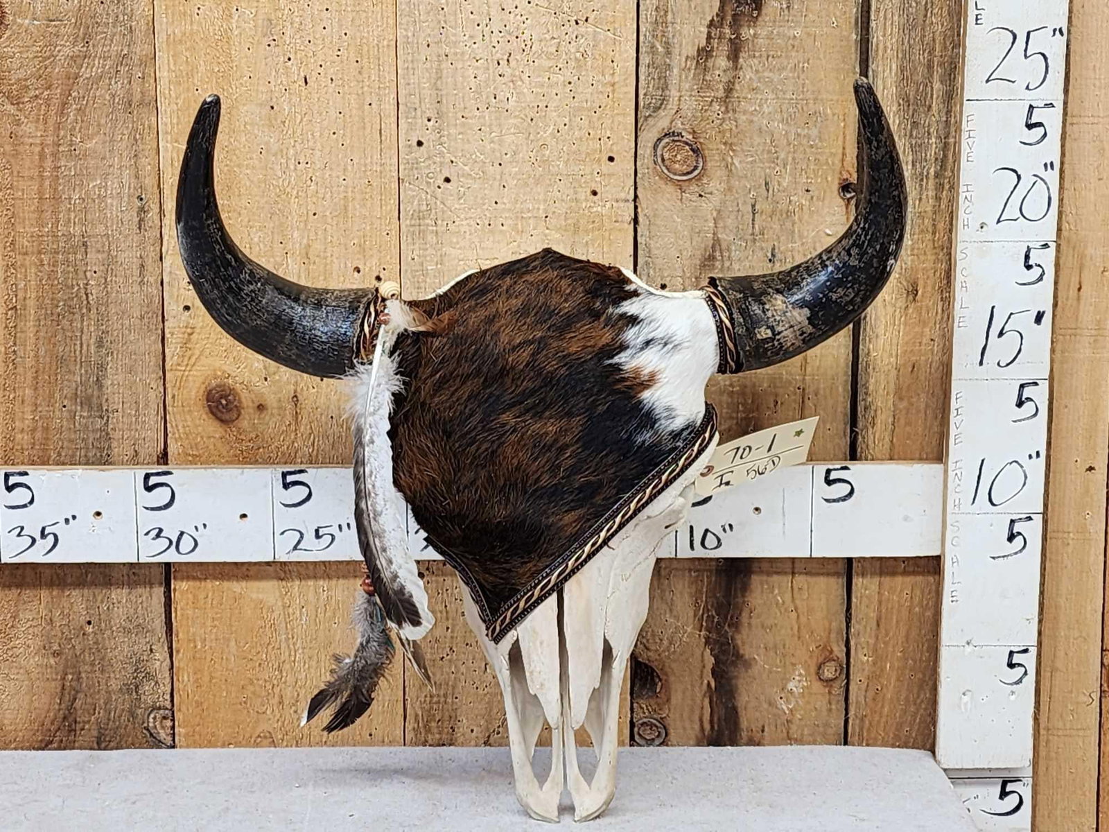 Decorated American Bison Buffalo Skull Taxidermy: 70.1 Neat piece decorated with bridle steer hide leather trim Turkey feathers detachable horns for easy shipping