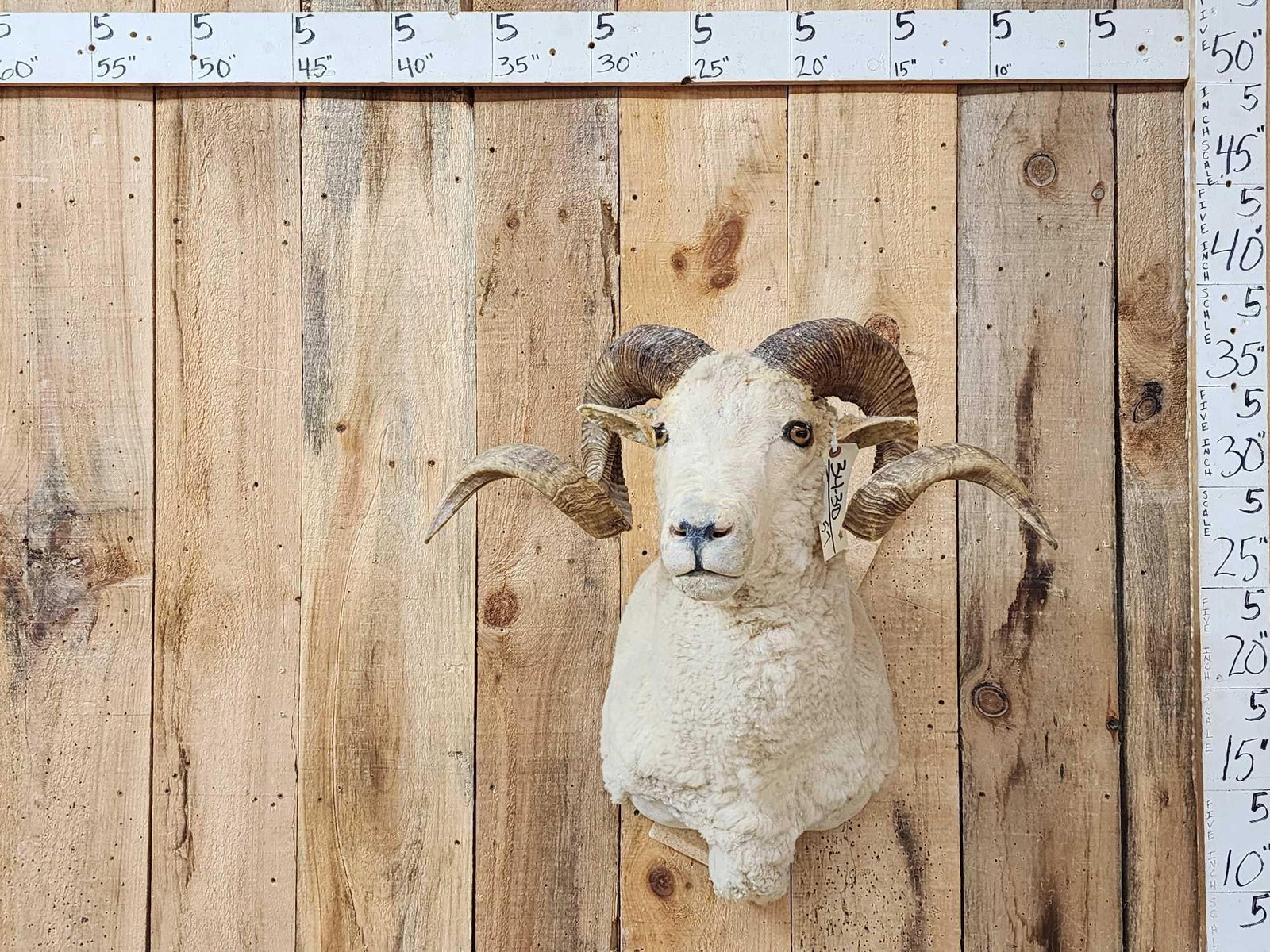 Rambouillet Ram Sheep Shoulder Mount Taxidermy: 34.30 Cool piece big double curl horns great Oddities Curiosity piece