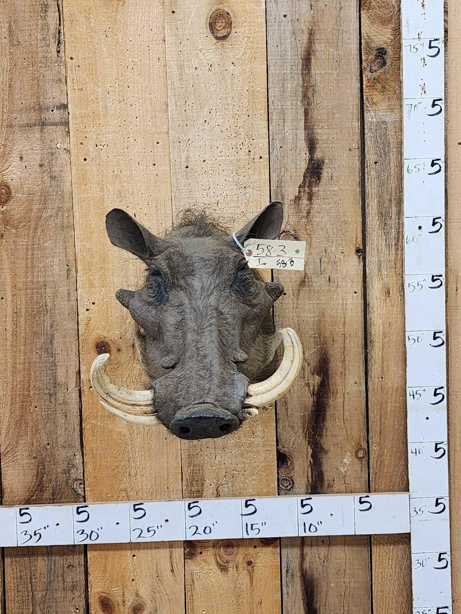African Warthog Shoulder Mount Taxidermy (1 of 4)