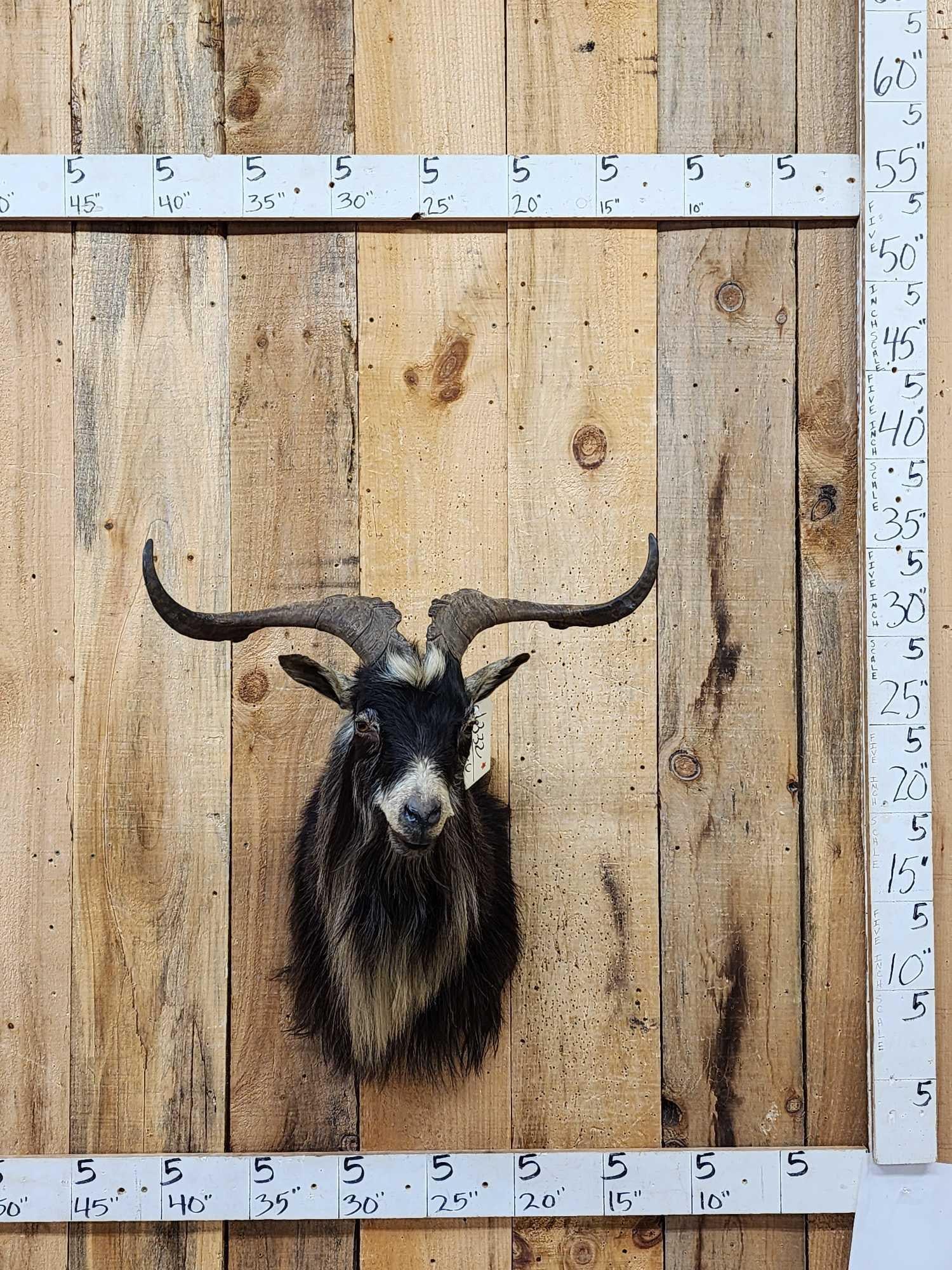 Feral Goat Shoulder Mount Taxidermy: 63.32 Great colors long flowing hair great Oddities Curiosity piece