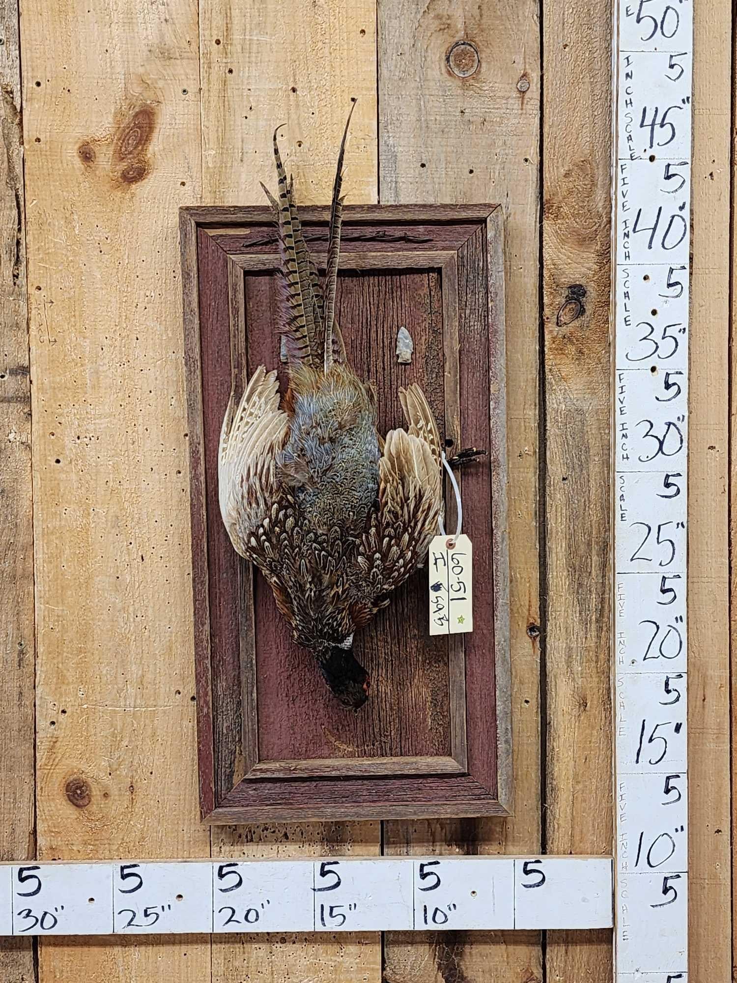 Ringneck Pheasant Harvest Mount Bird Taxidermy (1 of 5)