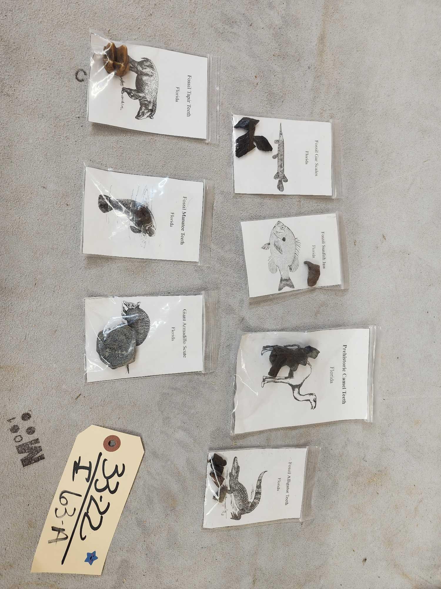 Small Fossil collection (1 of 8)