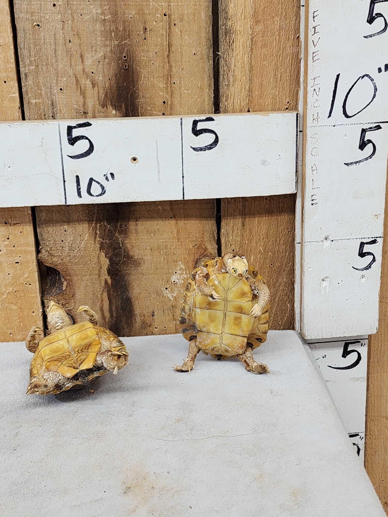 2 Turtles Full Body Taxidermy Mount (1 of 6)