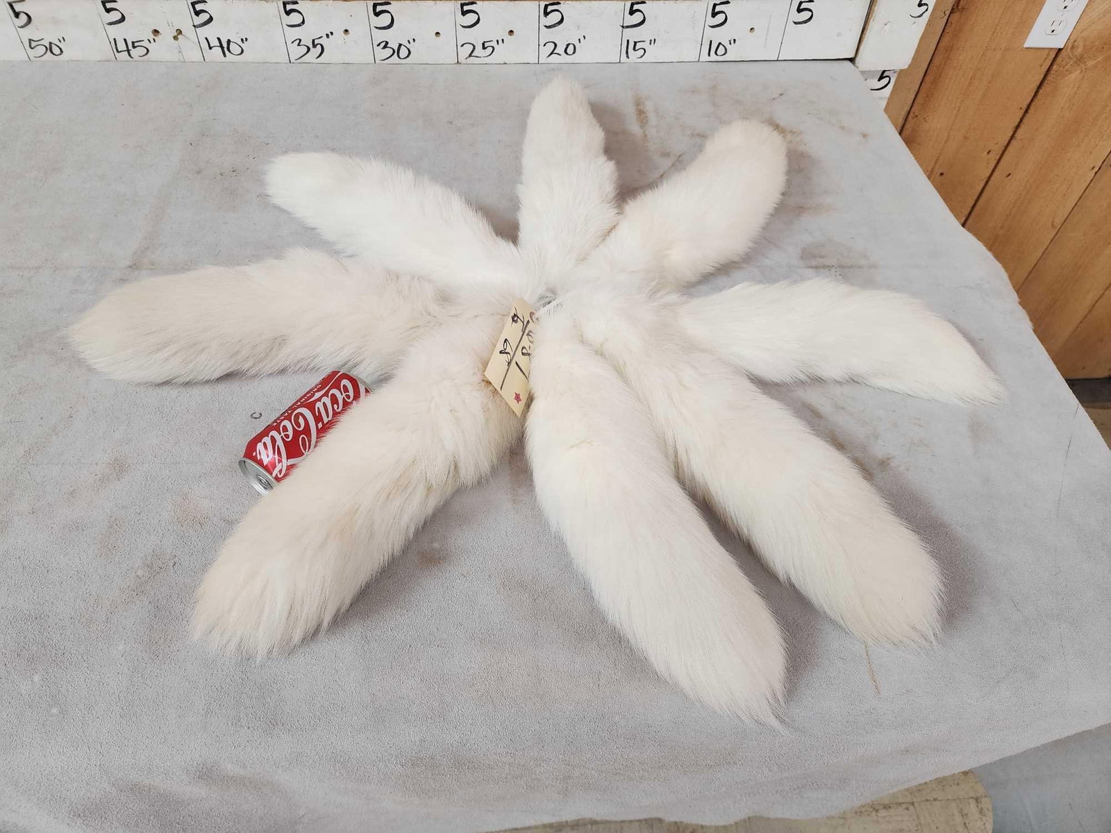 8 Arctic Ranch Fox Tails Taxidermy: 6.87 Big bushy tails great look