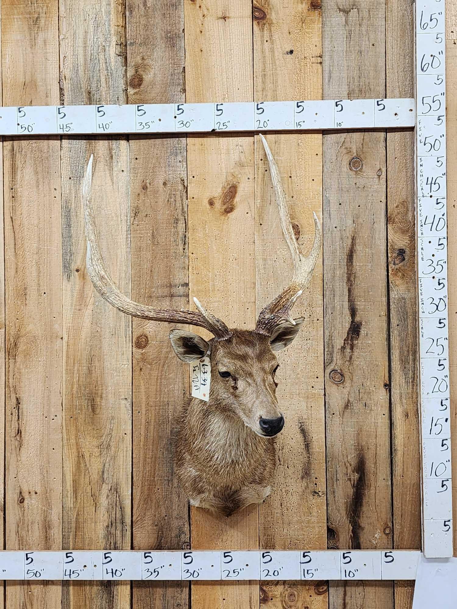 Japanese Sika Deer Shoulder Mount Taxidermy: 63.39 Great look big antlers