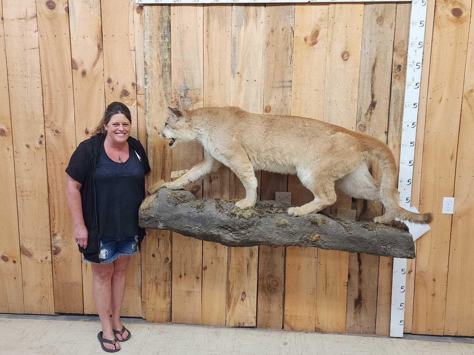 Big Mountain Lion Cougar Full Body Taxidermy Mount (1 of 6)
