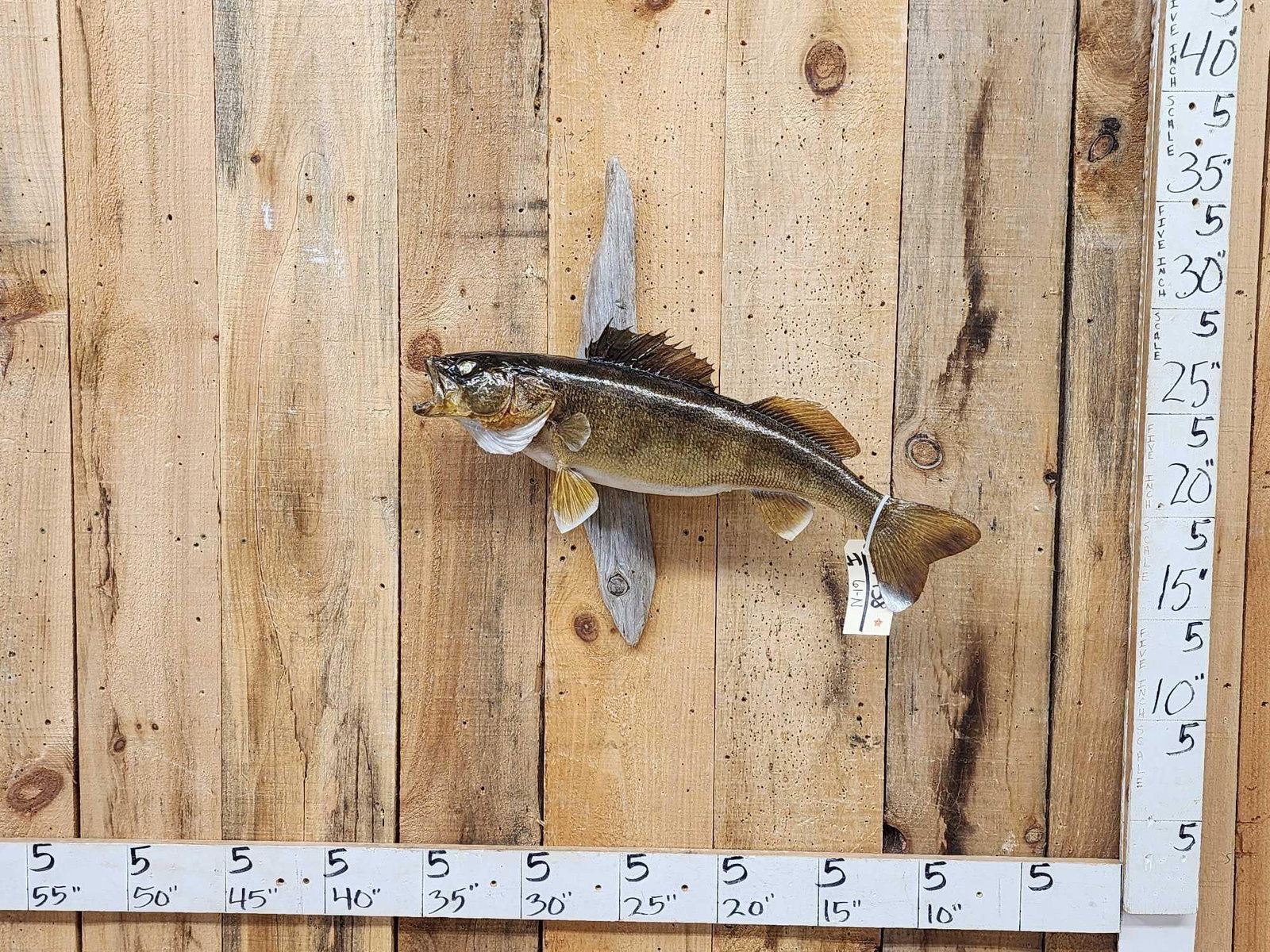 27" Walleye Real Skin Fish Taxidermy (1 of 4)