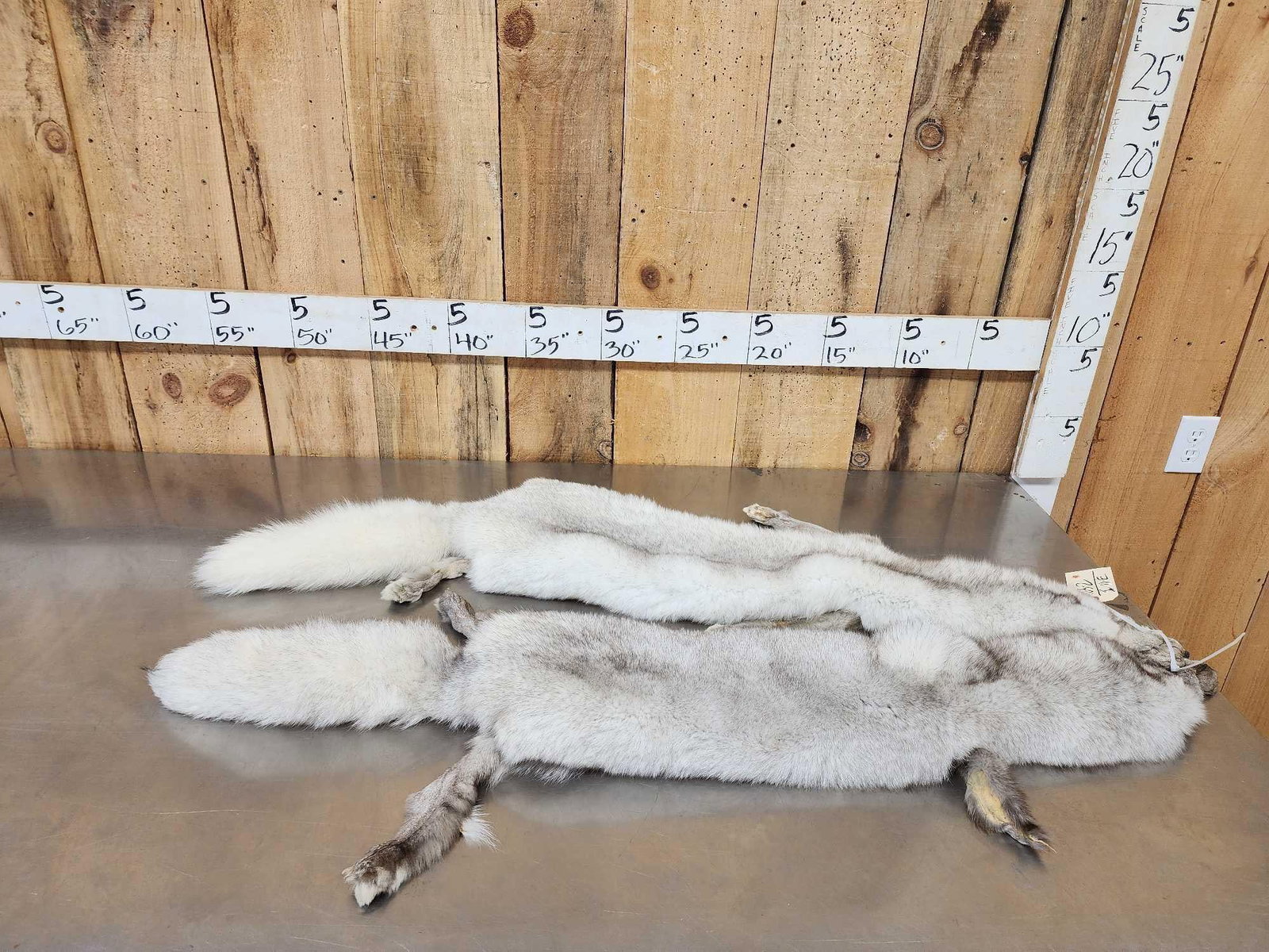2 Blue Ranch Fox Soft Tanned Furs Taxidermy: 103.2 Thick prime fur big bushy tails great colors