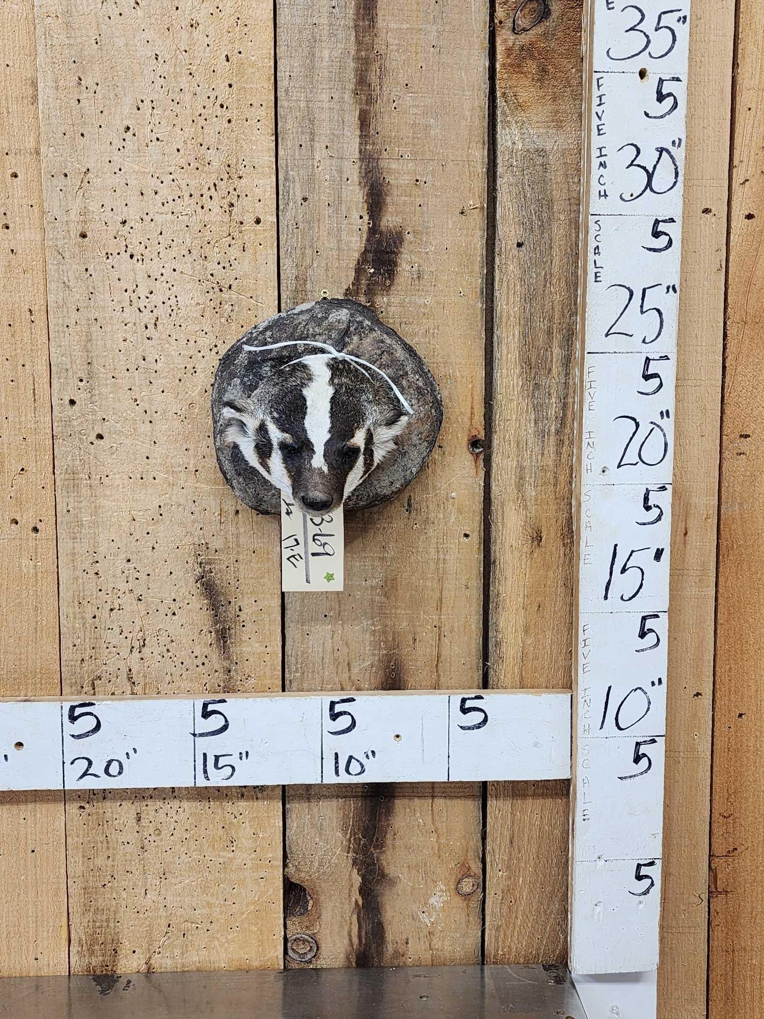 Badger Head Mount Taxidermy: 53.69 Nicely done mount