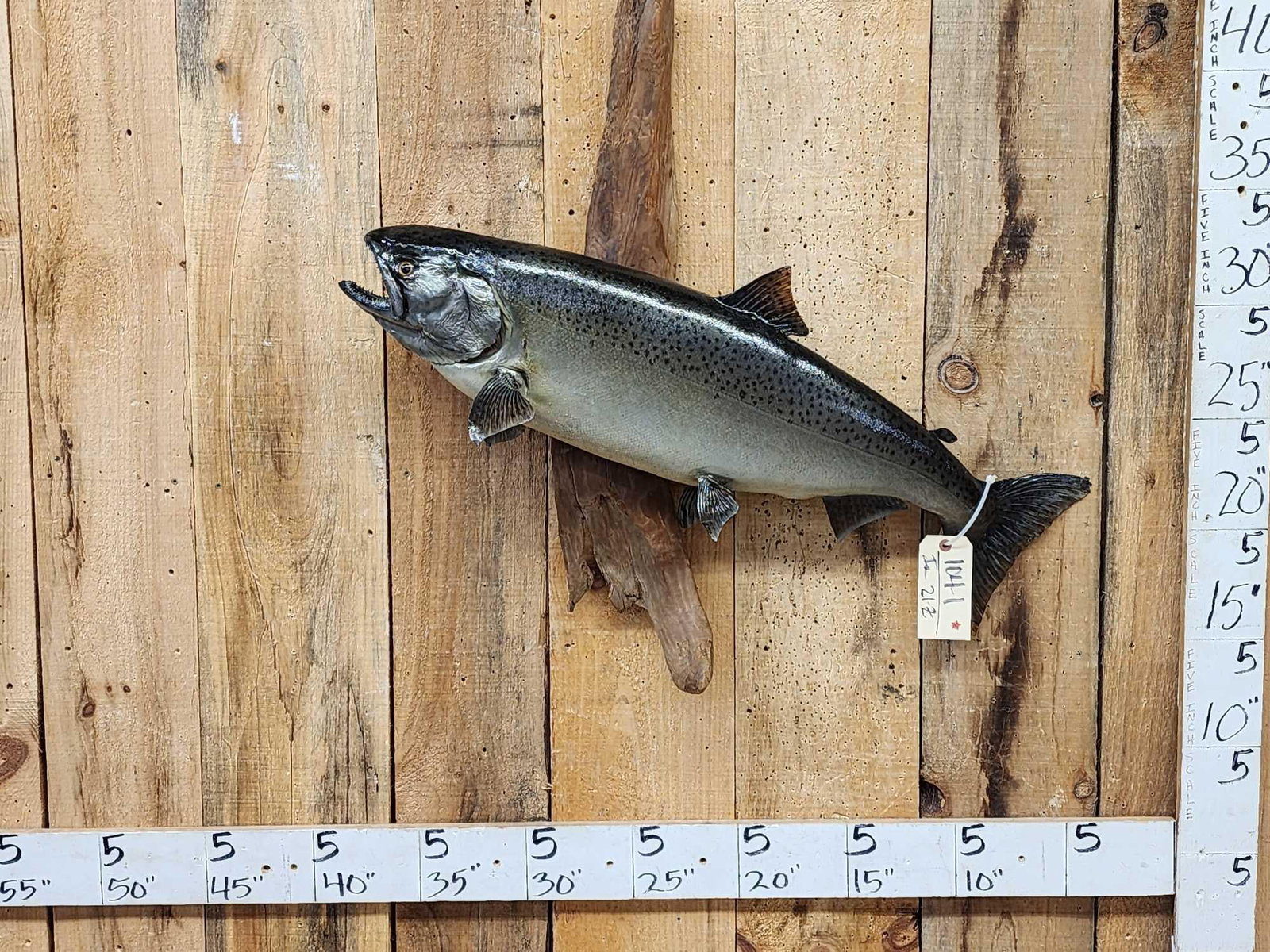 37" Salmon Real Skin Fish Taxidermy: 104.1 Big fish on driftwood