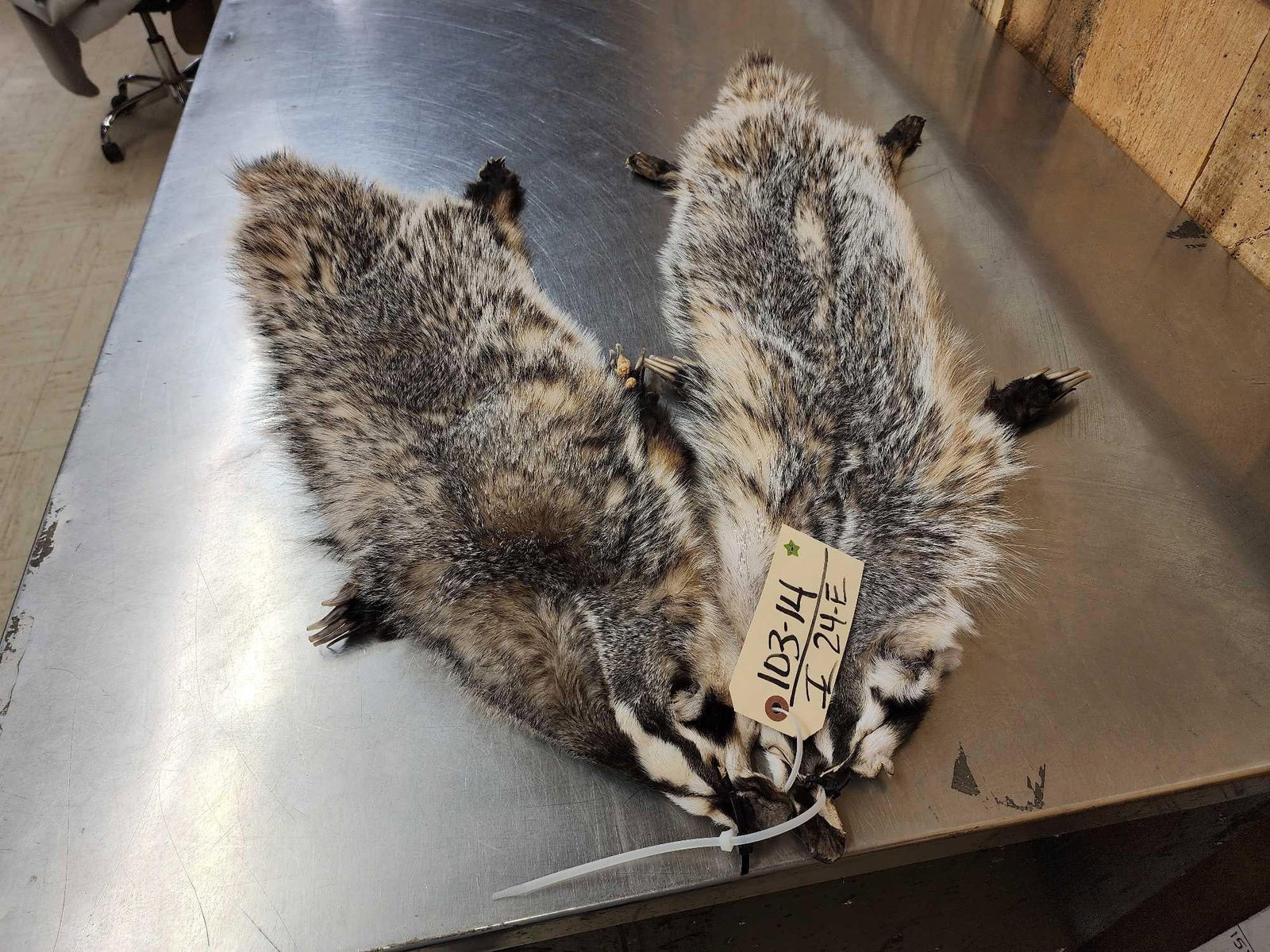 2 Badger Soft Tanned Furs Taxidermy (1 of 4)
