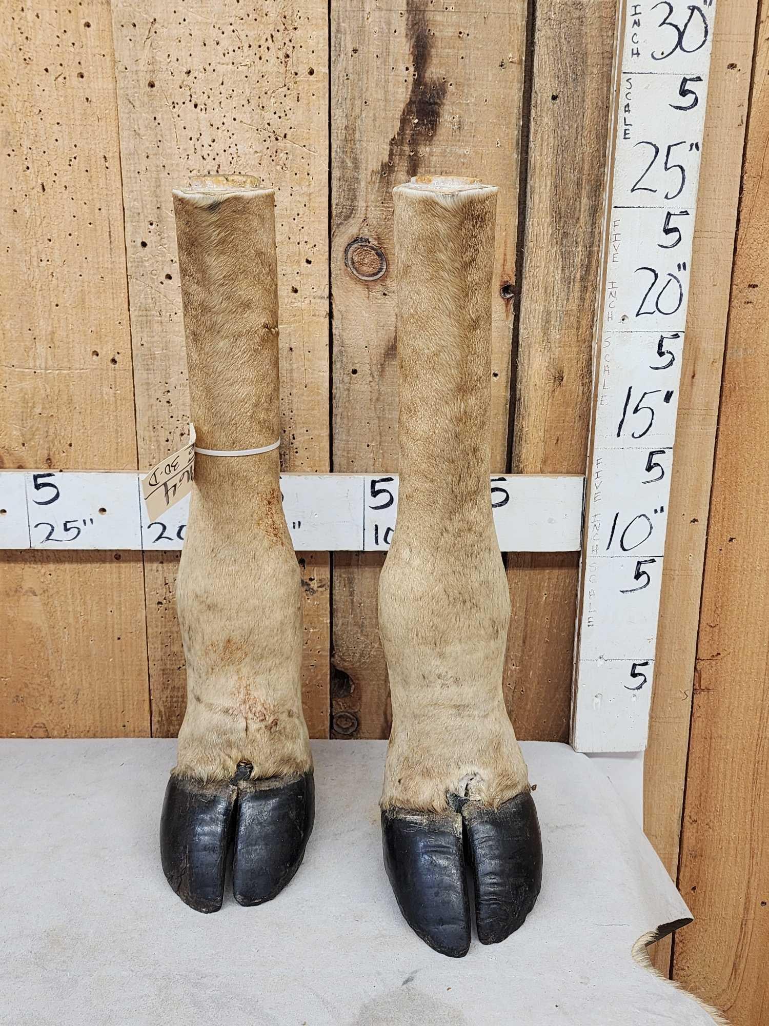 Pair Of Taxidermy Giraffe Legs: 96.4 Great for crafts or decor