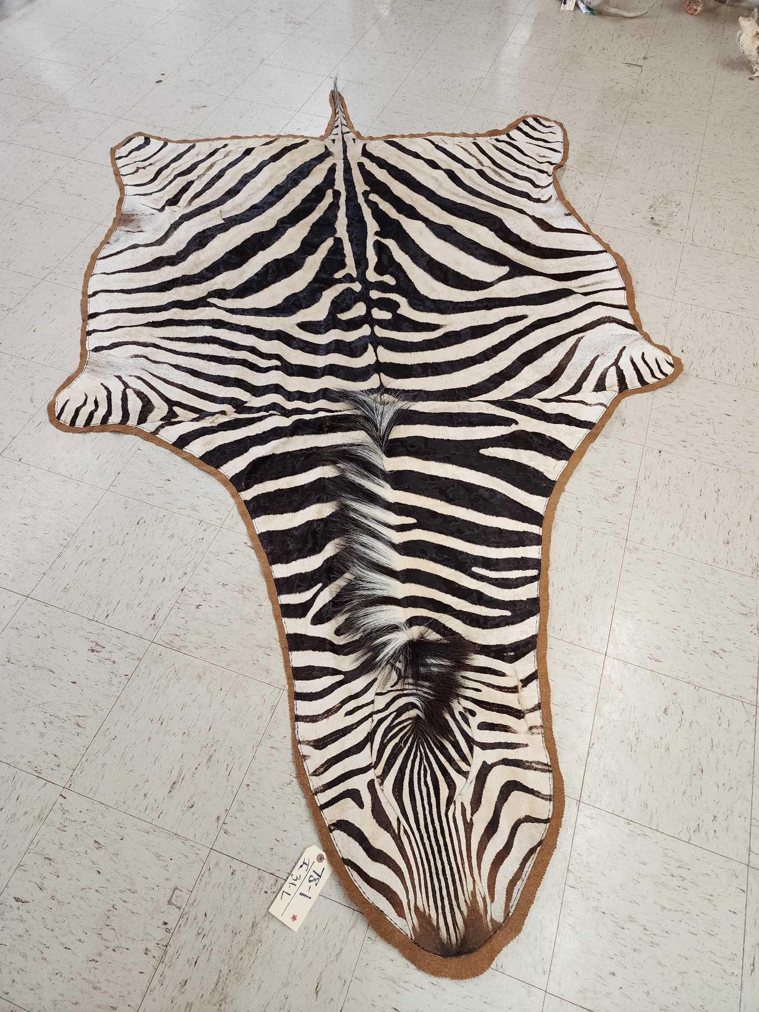 Zebra Rug Taxidermy (1 of 3)