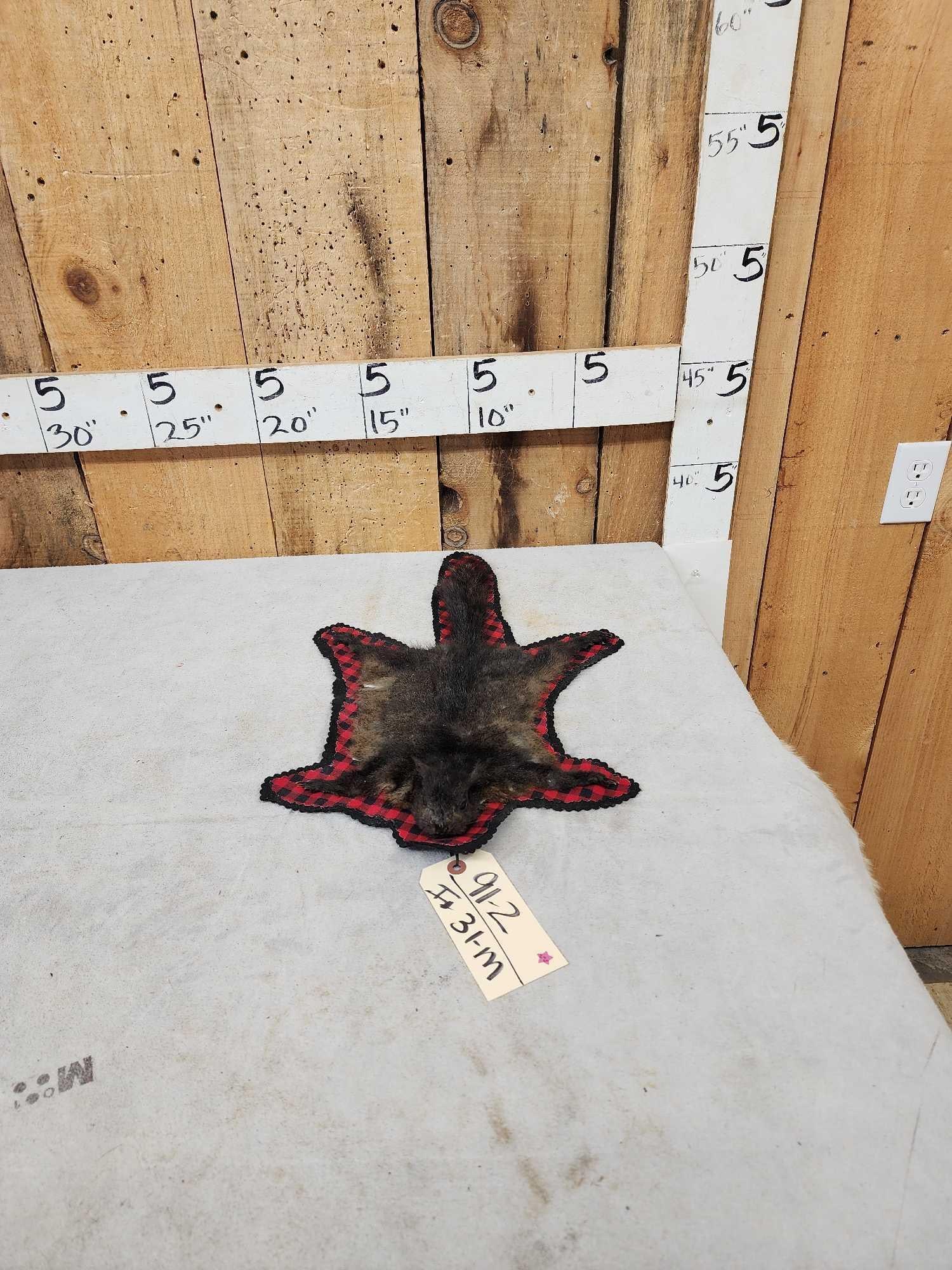 Unusual Black Squirrel Rug Taxidermy (1 of 7)