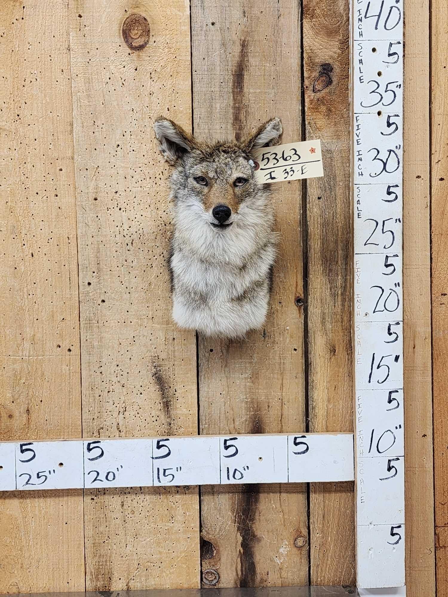 Coyote Shoulder Mount Taxidermy: 53.63 Freshly mounted great look