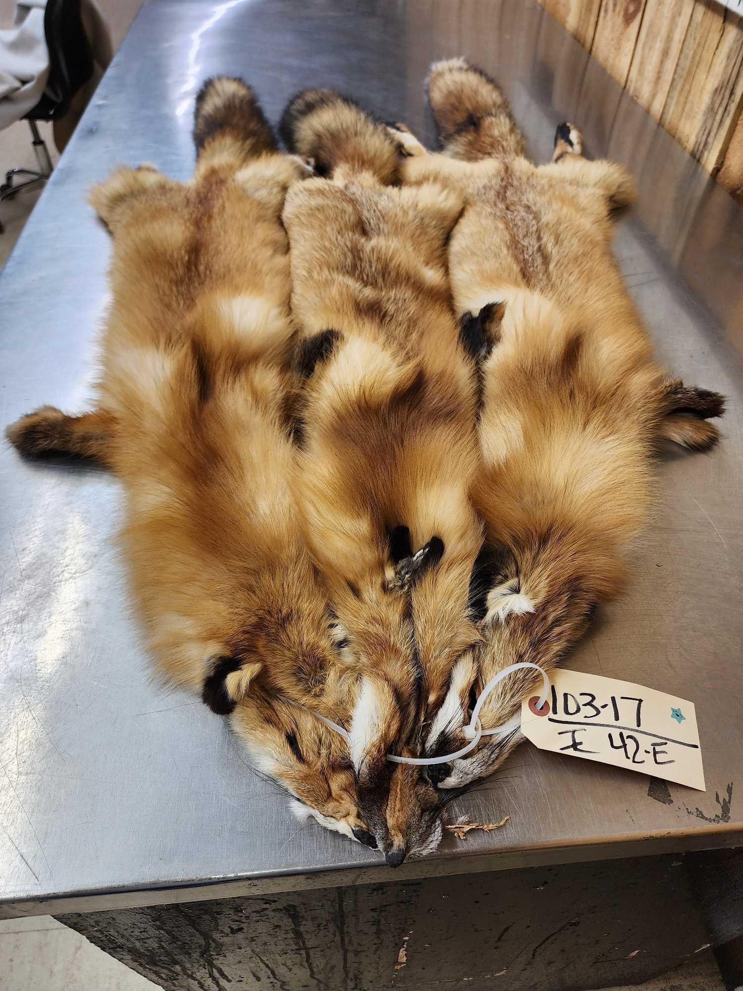 3 Red Fox Soft Tanned Furs Taxidermy (1 of 5)