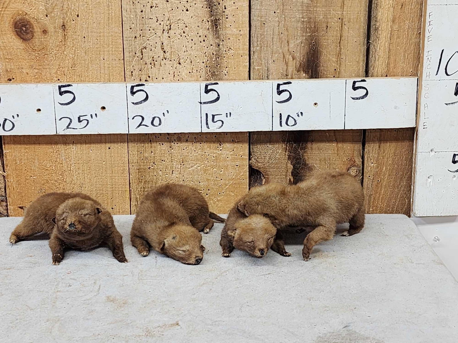 4 Coyote Pup Infants Full Body Taxidermy Mounts (1 of 5)