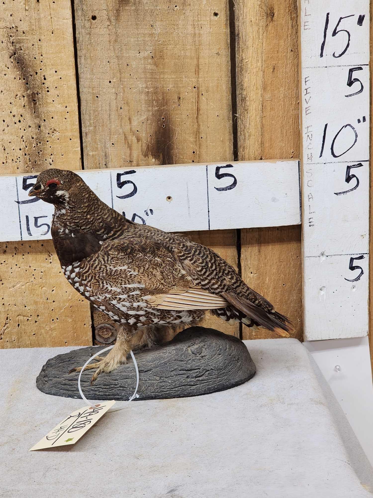 Spruce Grouse Full Body Bird Taxidermy (1 of 5)