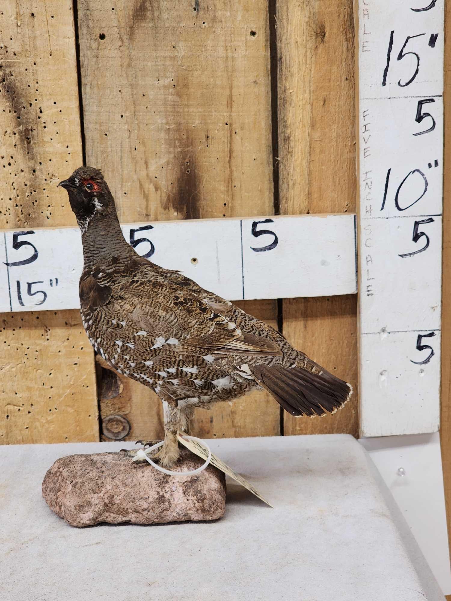 Spruce Grouse Full Body Bird Taxidermy: 49.140 Cool mount good colors