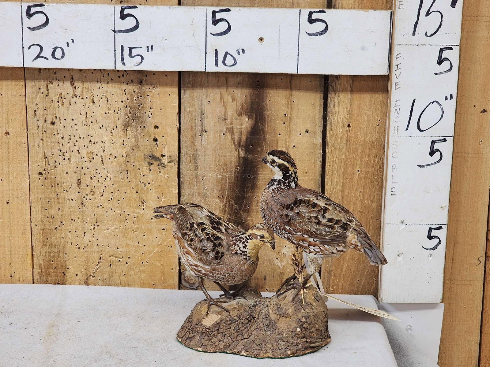 Pair Of Quail Full Body Bird Taxidermy: 86.16 Great look