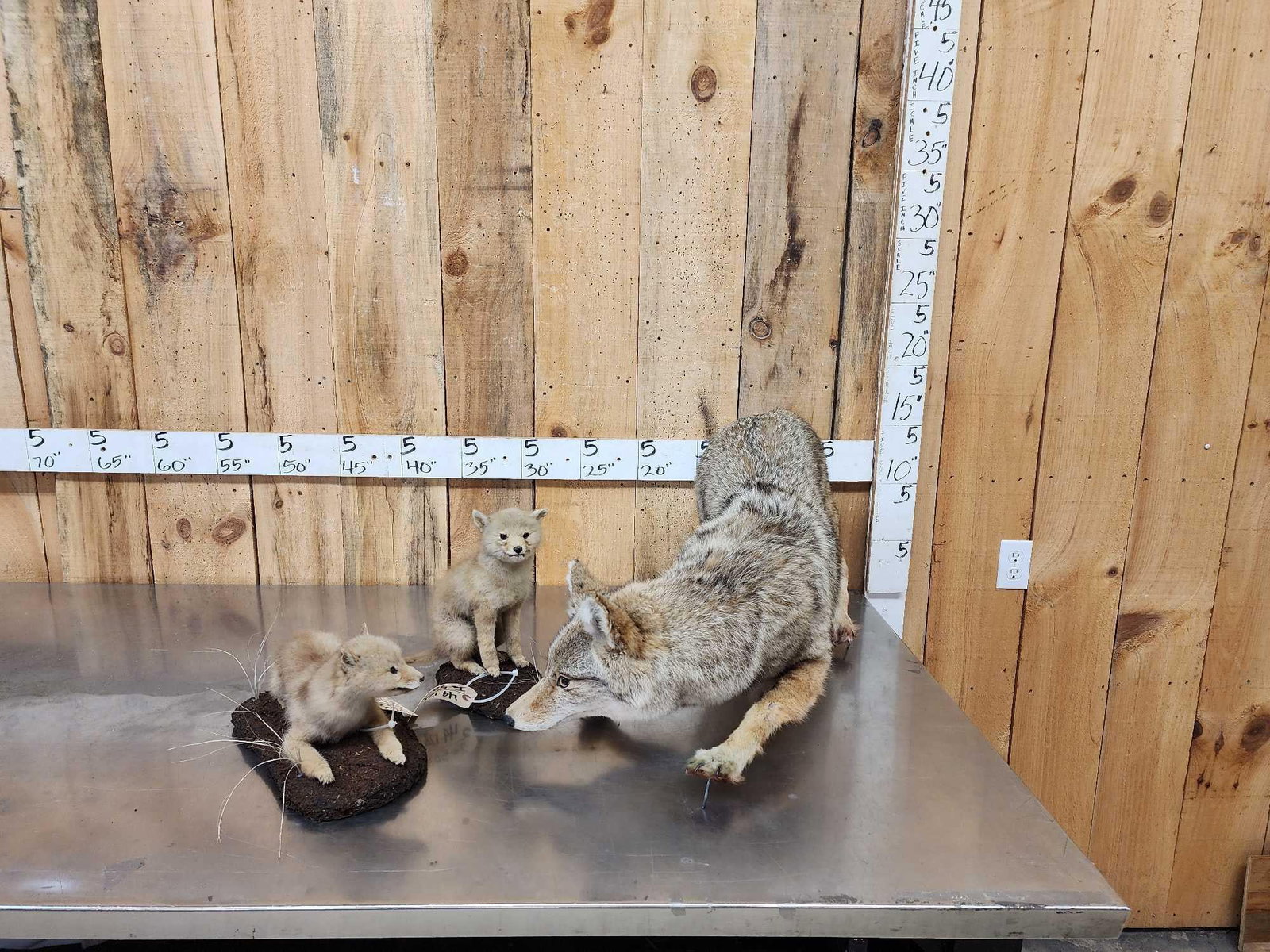 Mamma Coyote & 2 Babies Full Body Taxidermy Mount: 49.128 Retired museum piece awesome vibrant mounts no base on the adult female put them anywhere in your display one money buys the lot