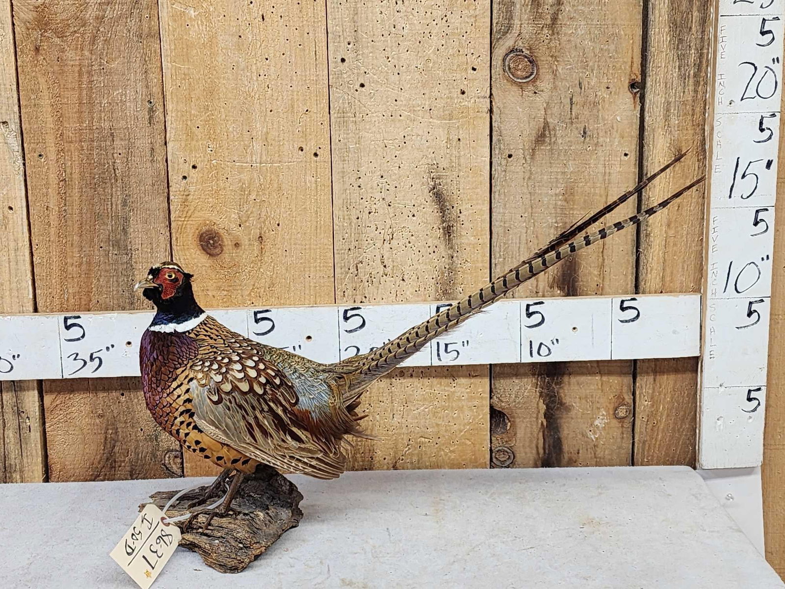Ringneck Pheasant Full Body Bird Taxidermy: 86.37 Loud colors on rustic wood base