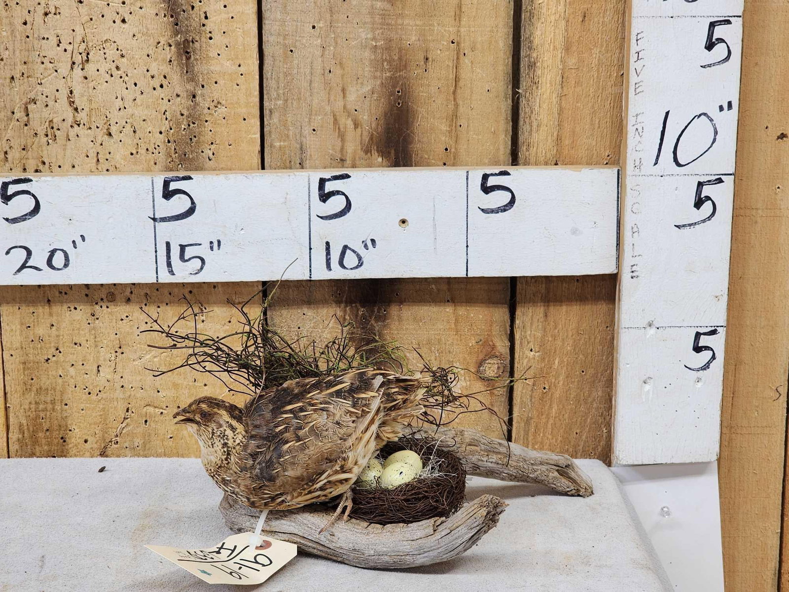 Coturnix Quail On A Nest Bird Taxidermy (1 of 4)