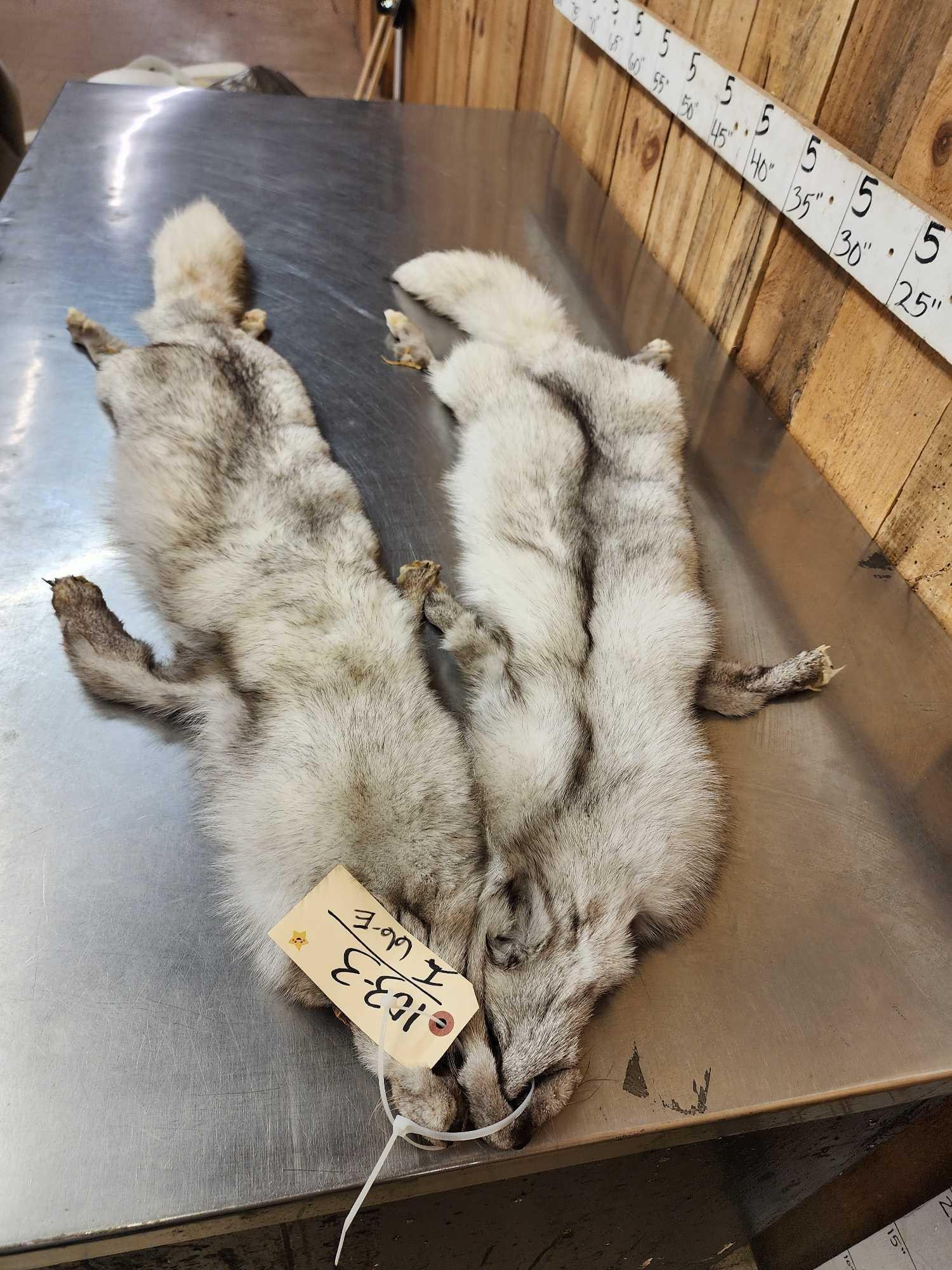 2 Blue Ranch Fox Soft Tanned Furs Taxidermy: 103.3 Thick soft fur great colors feet intact
