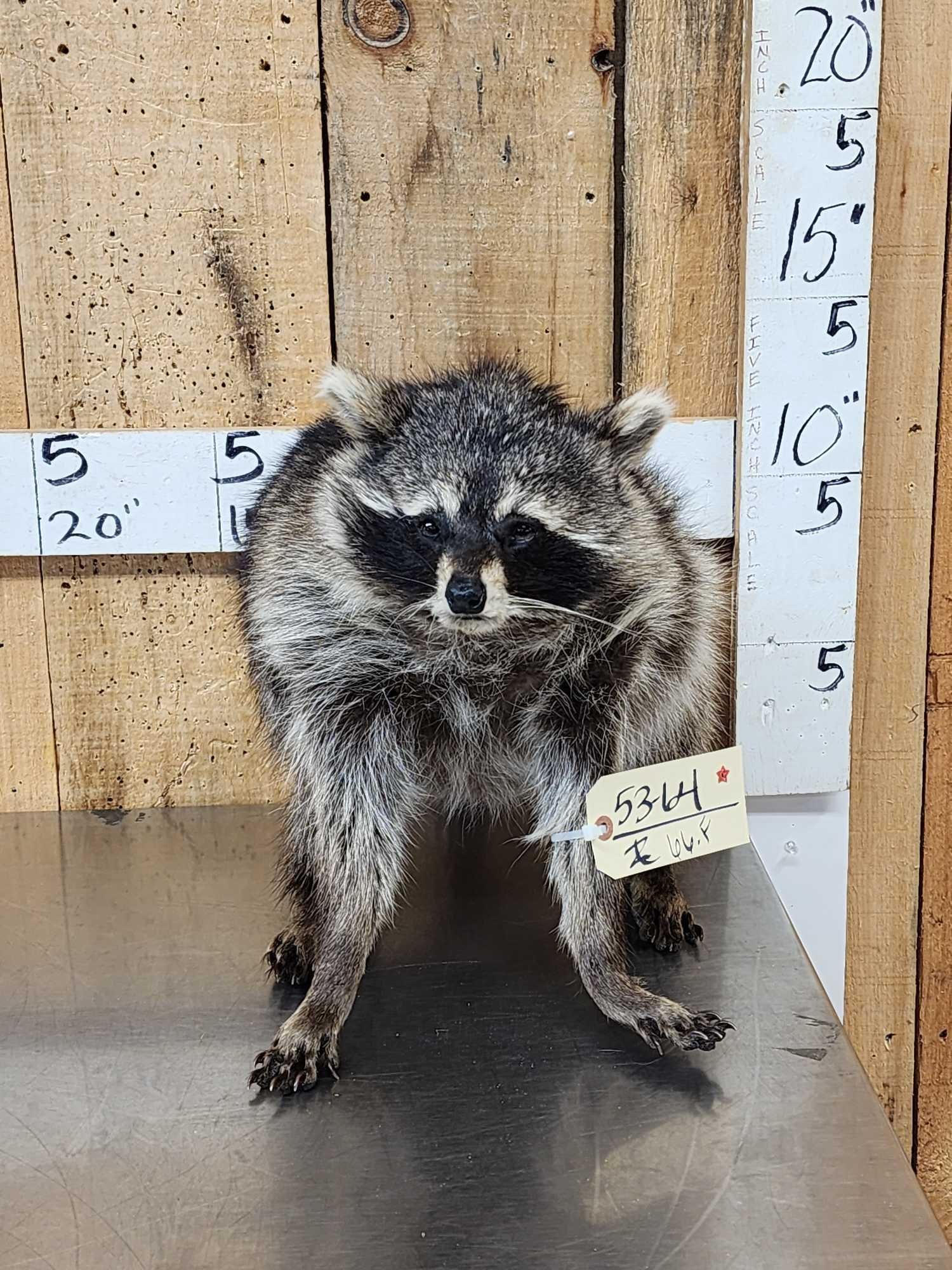 Jimothy Raccoon Full Body Taxidermy Mount: 53.64 Artists rendition of the famous Jimothy Raccoon that is taking the internet by storm great Oddities Curiosity piece