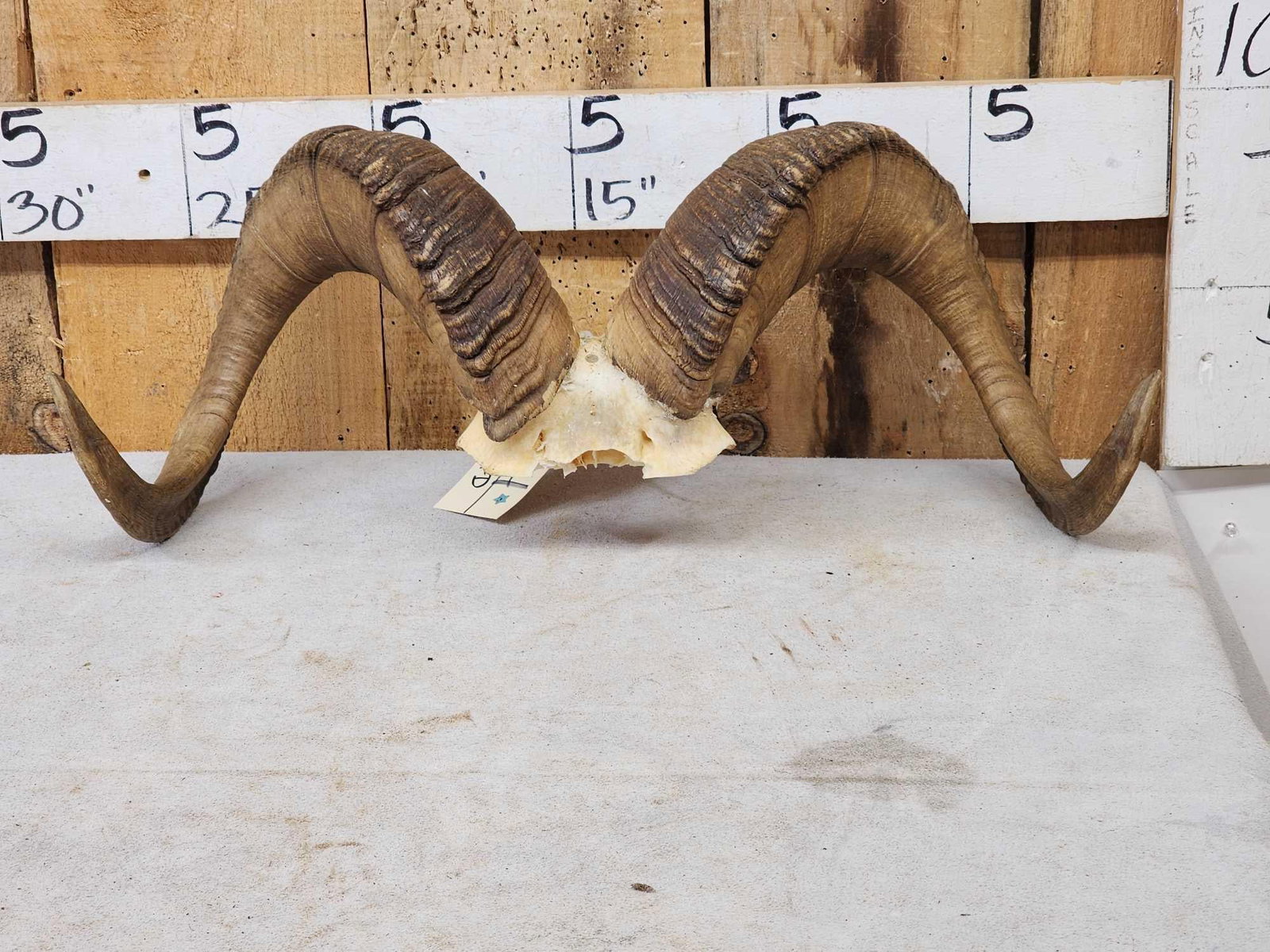 Stone Sheep Horns On Skull Plate Taxidermy (1 of 5)