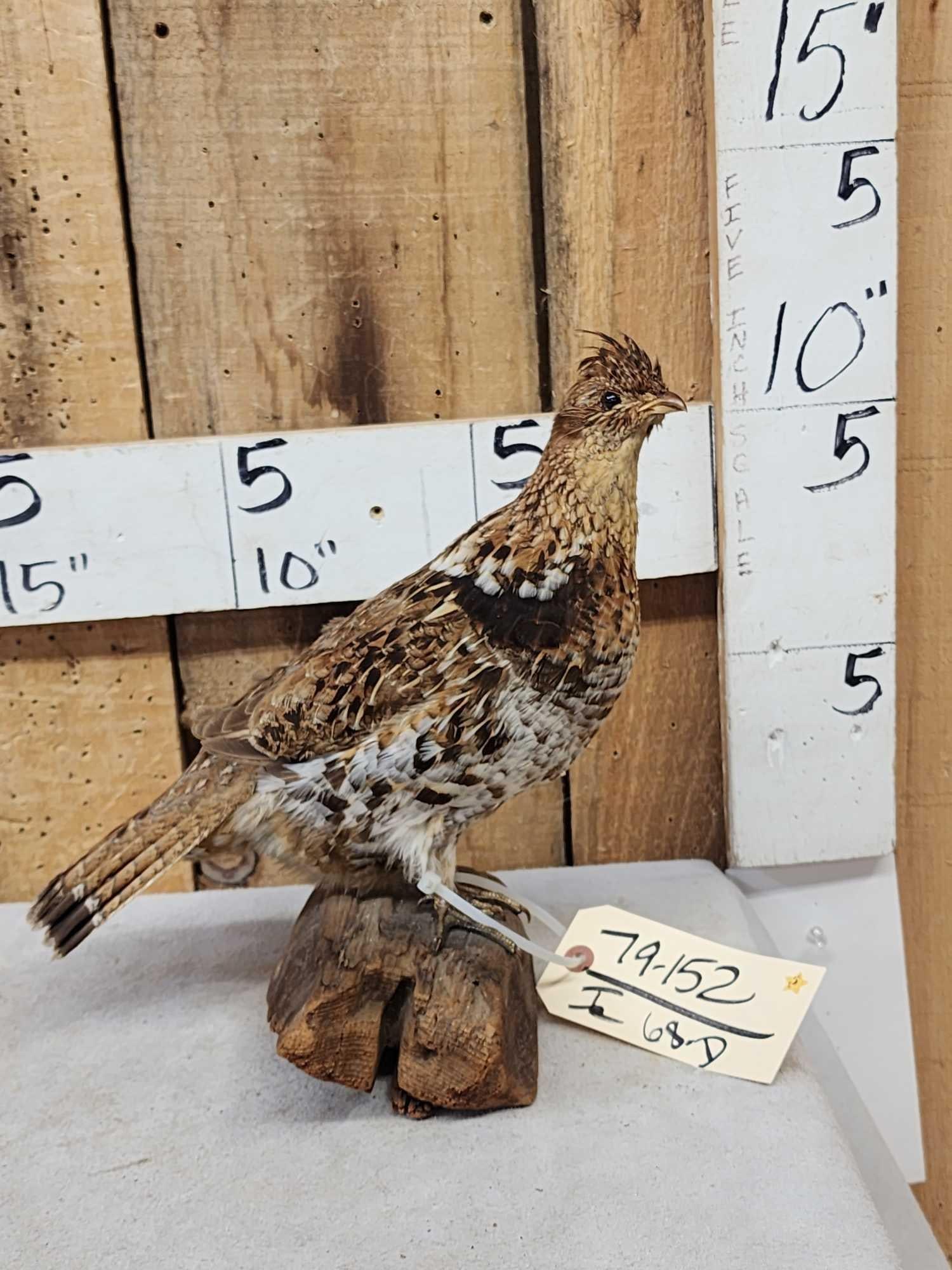 Ruffed Grouse Full Body Bird Taxidermy (1 of 5)