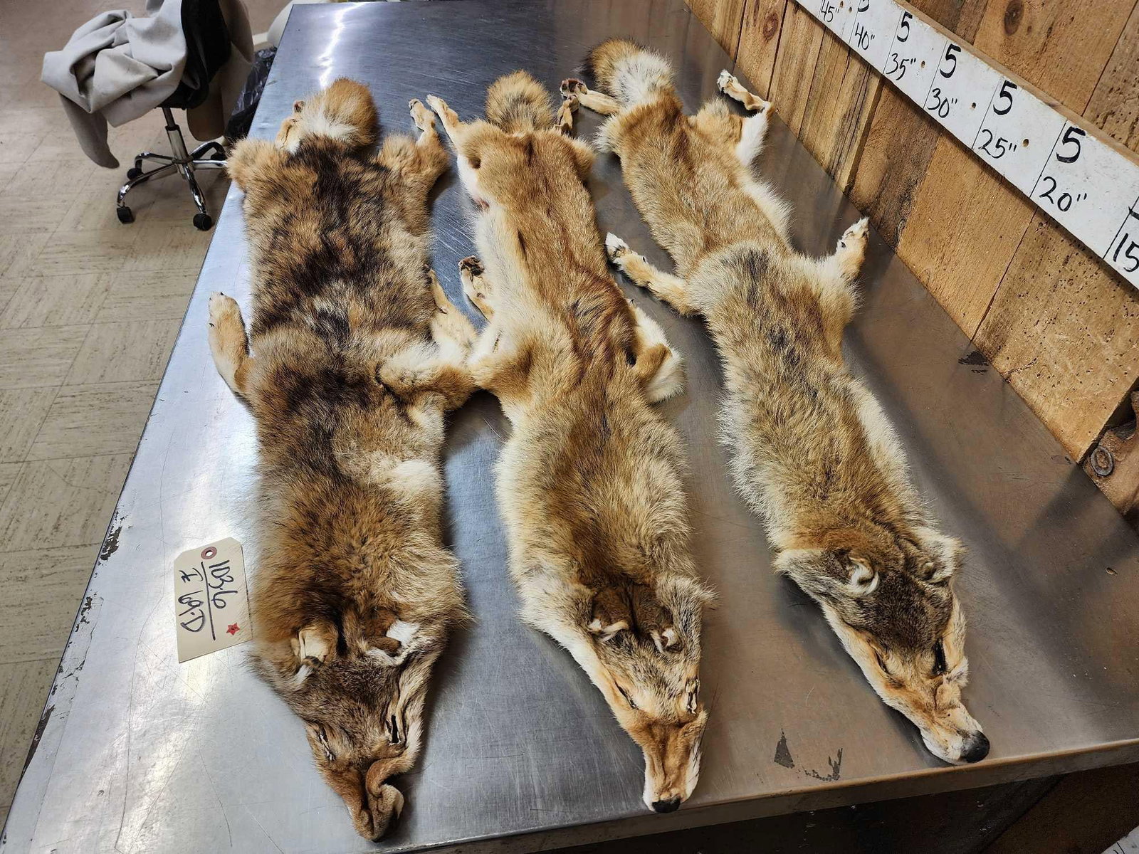 3 Coyote Soft Tanned Furs Taxidermy: 103.6 Thick prime fur great colors feet intact
