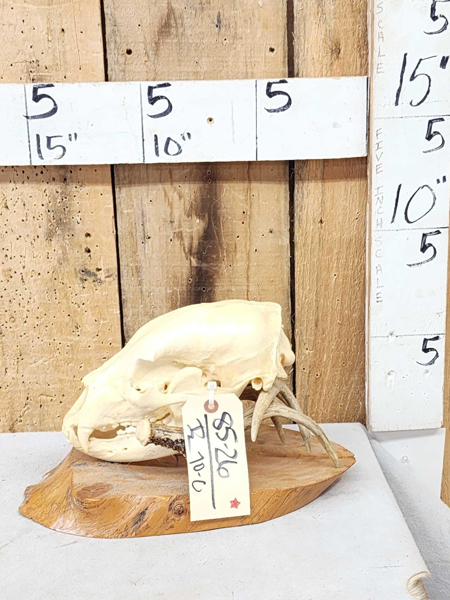 Black Bear Skull On Deer Sntler Display Taxidermy (1 of 3)