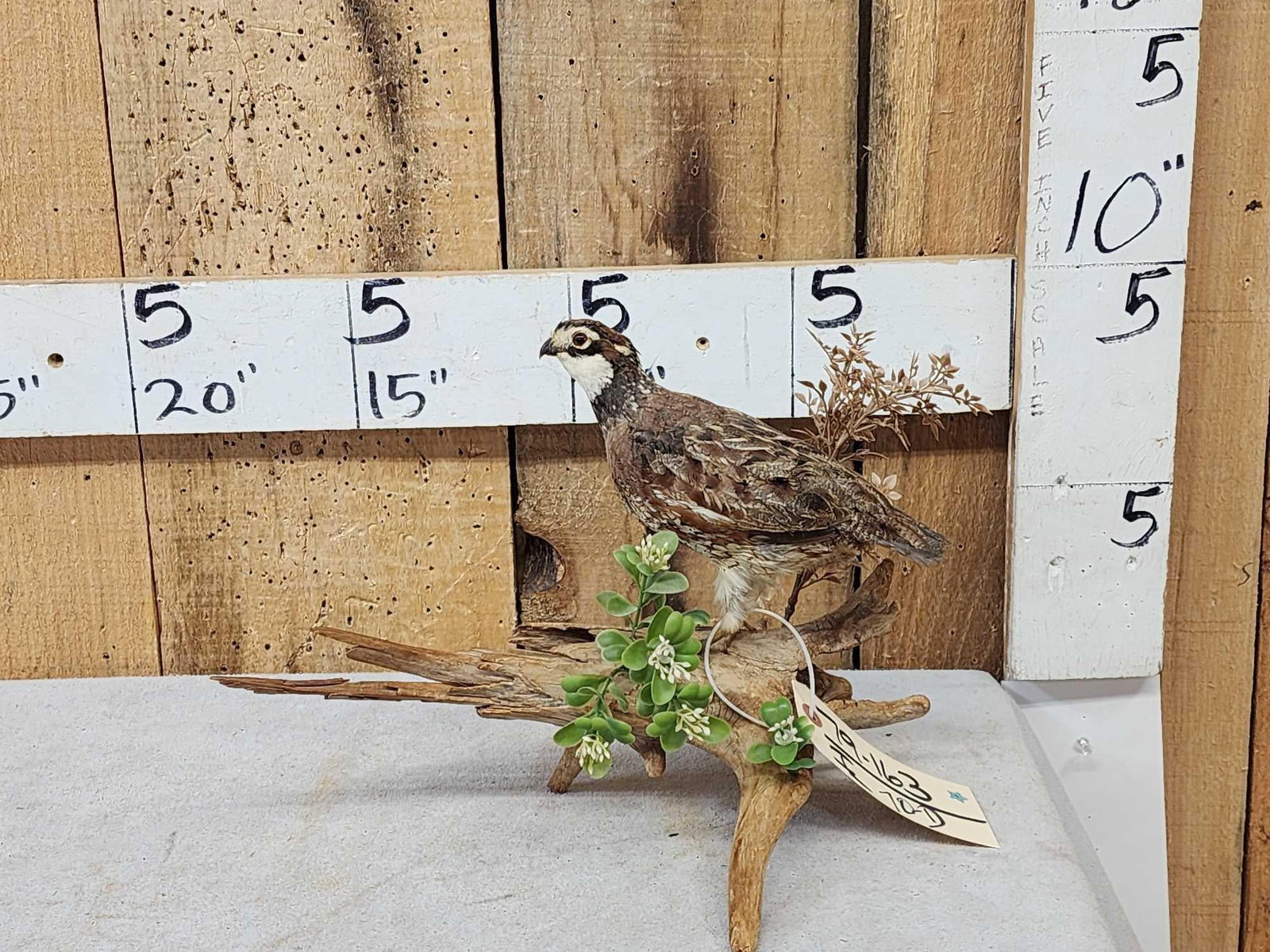 Quail Full Body Bird Taxidermy: 79.163 On driftwood with habitat