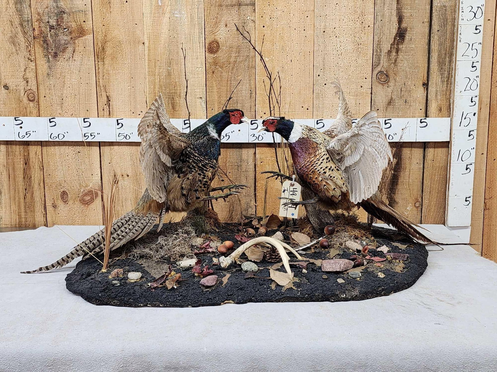 Pair Of Sparing Ringneck Pheasants Bird Taxidermy: 49.104 Cool piece with color Phase Bird