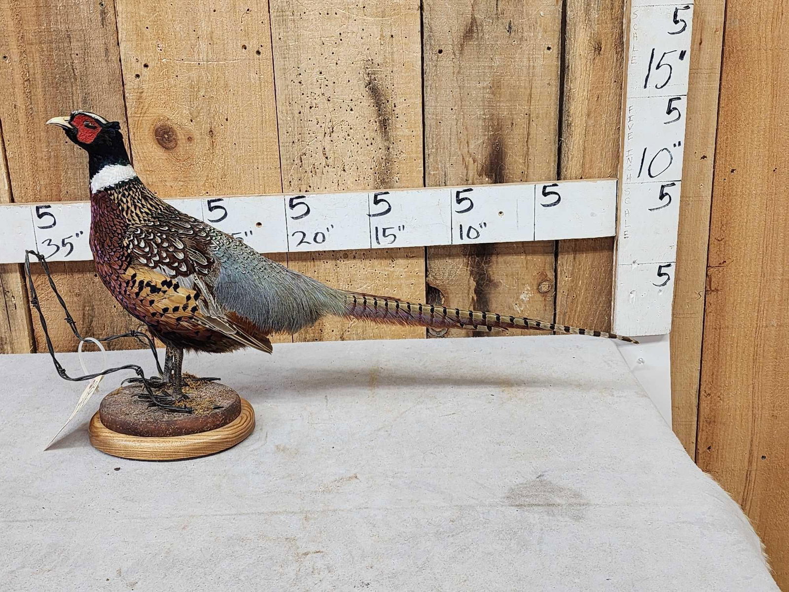 Ringneck Pheasant Full Body Bird Taxidermy (1 of 5)