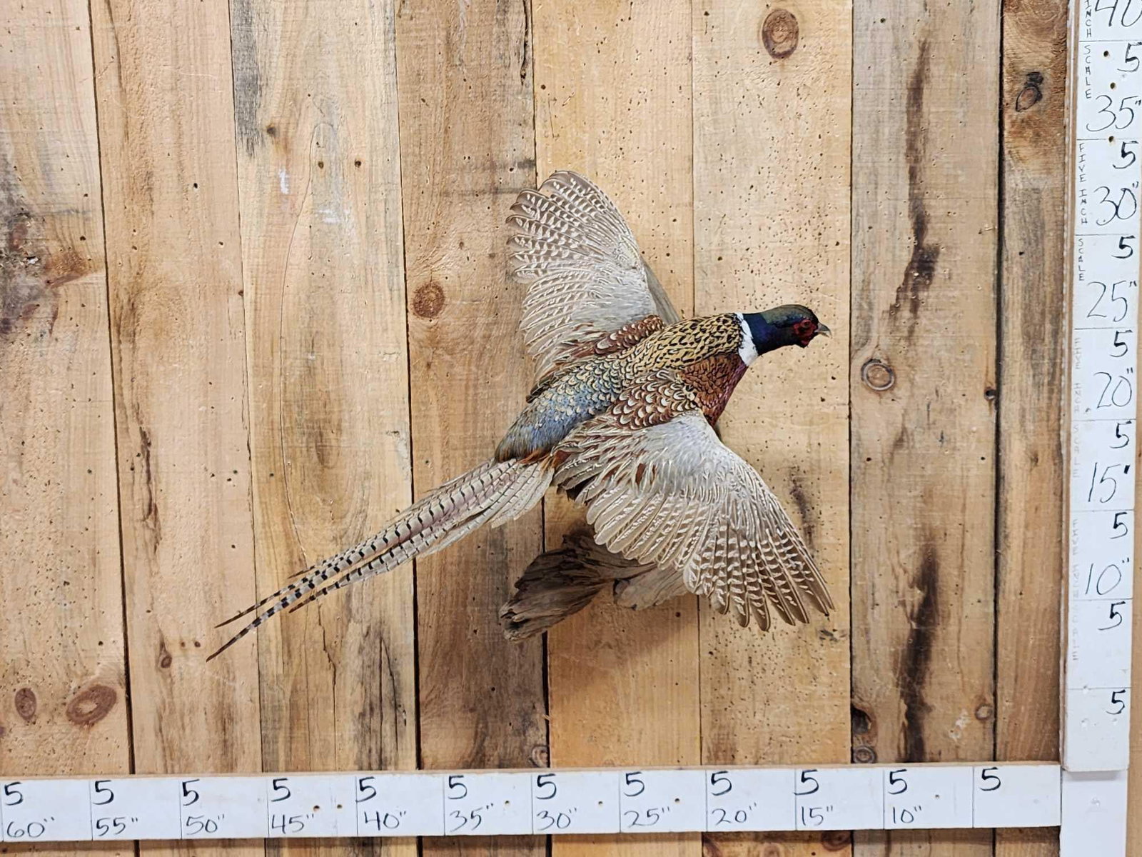 Ringneck Pheasant In Flight Bird Taxidermy (1 of 3)